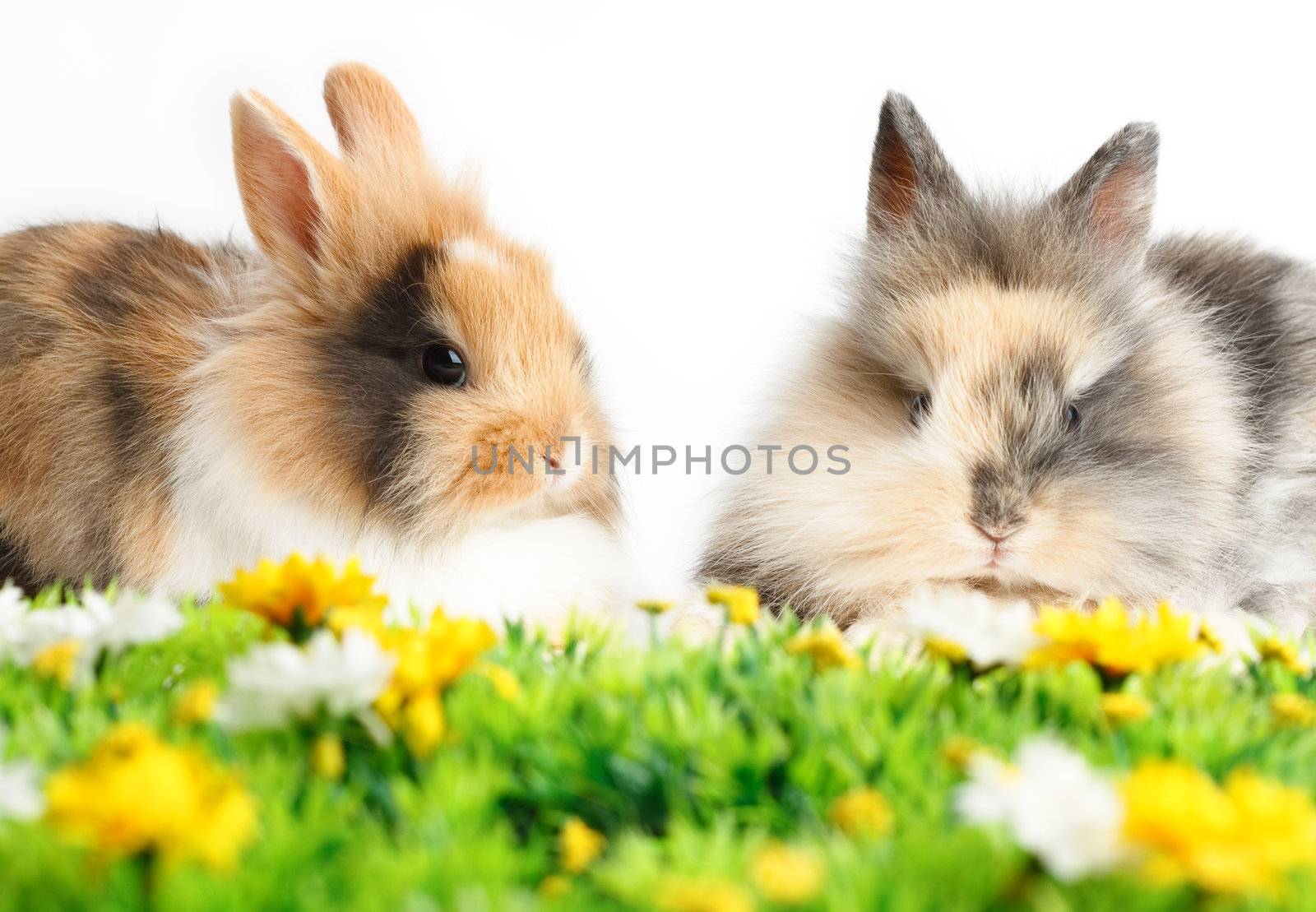 Two young rabbits with grass isolated on white background