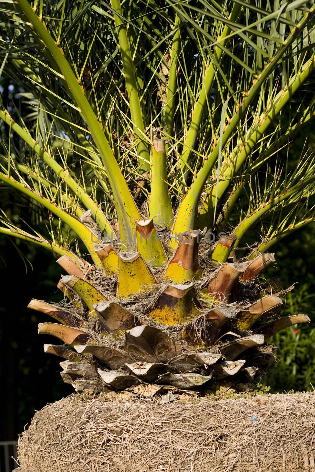 close-up of a palm tree trunk