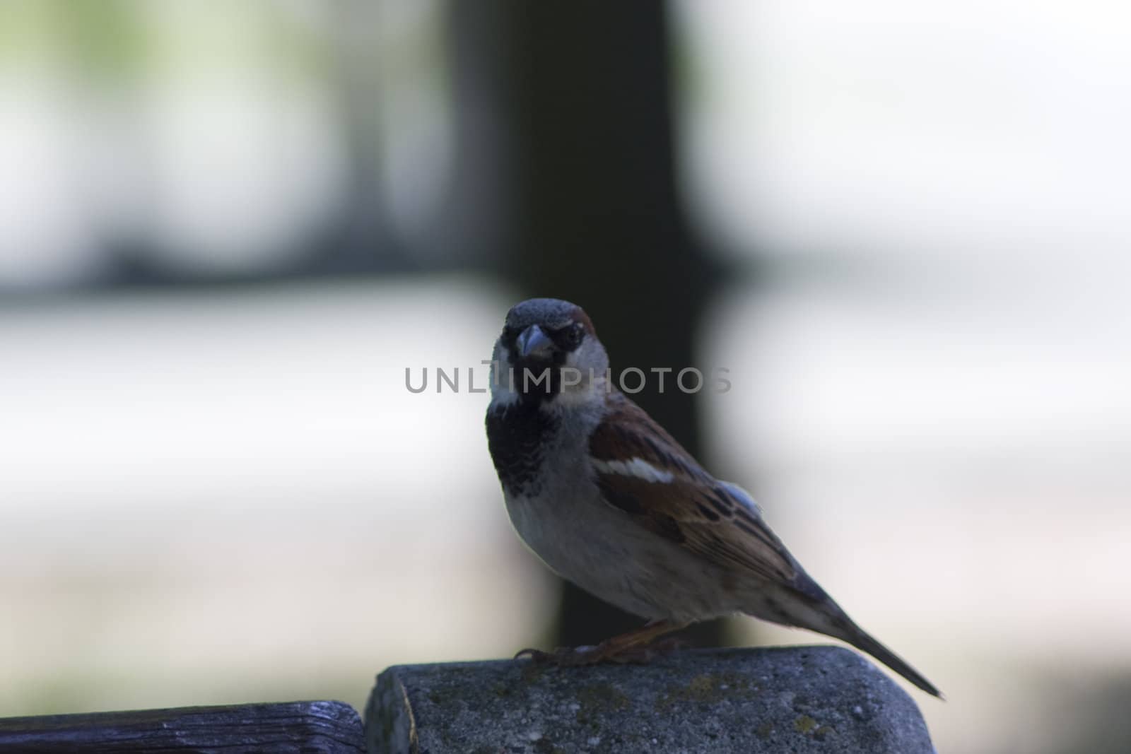 little sparrow sitting on stone