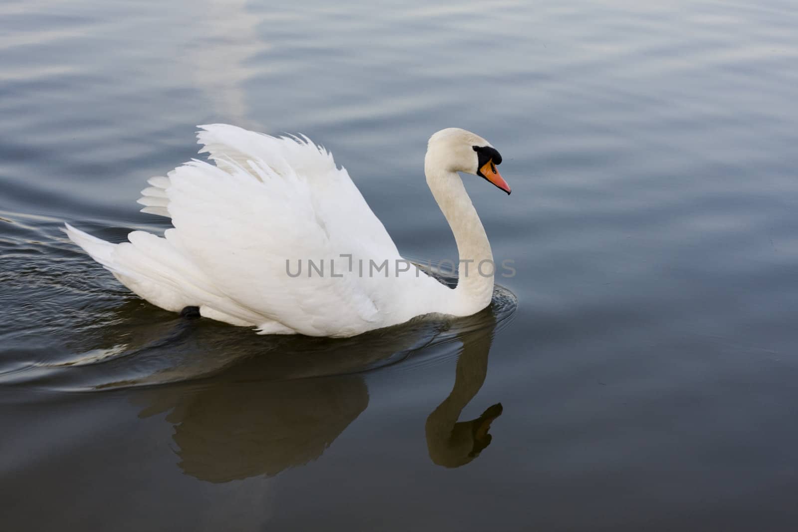 swan on a lake