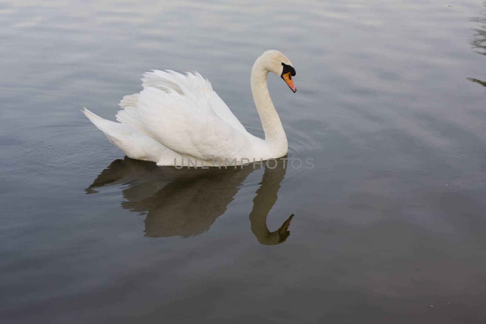 swan by Yasioo