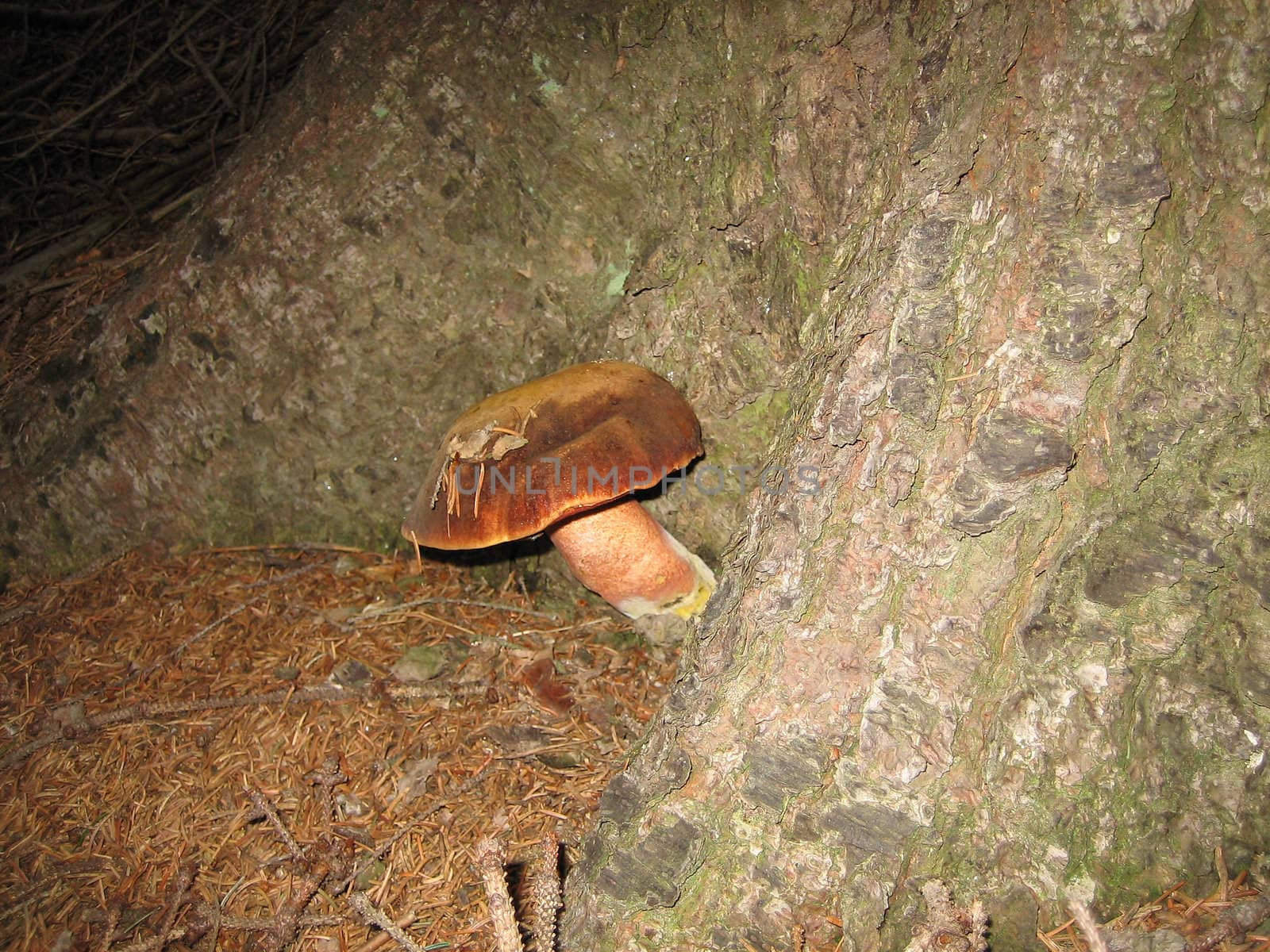 Mushroom in wood