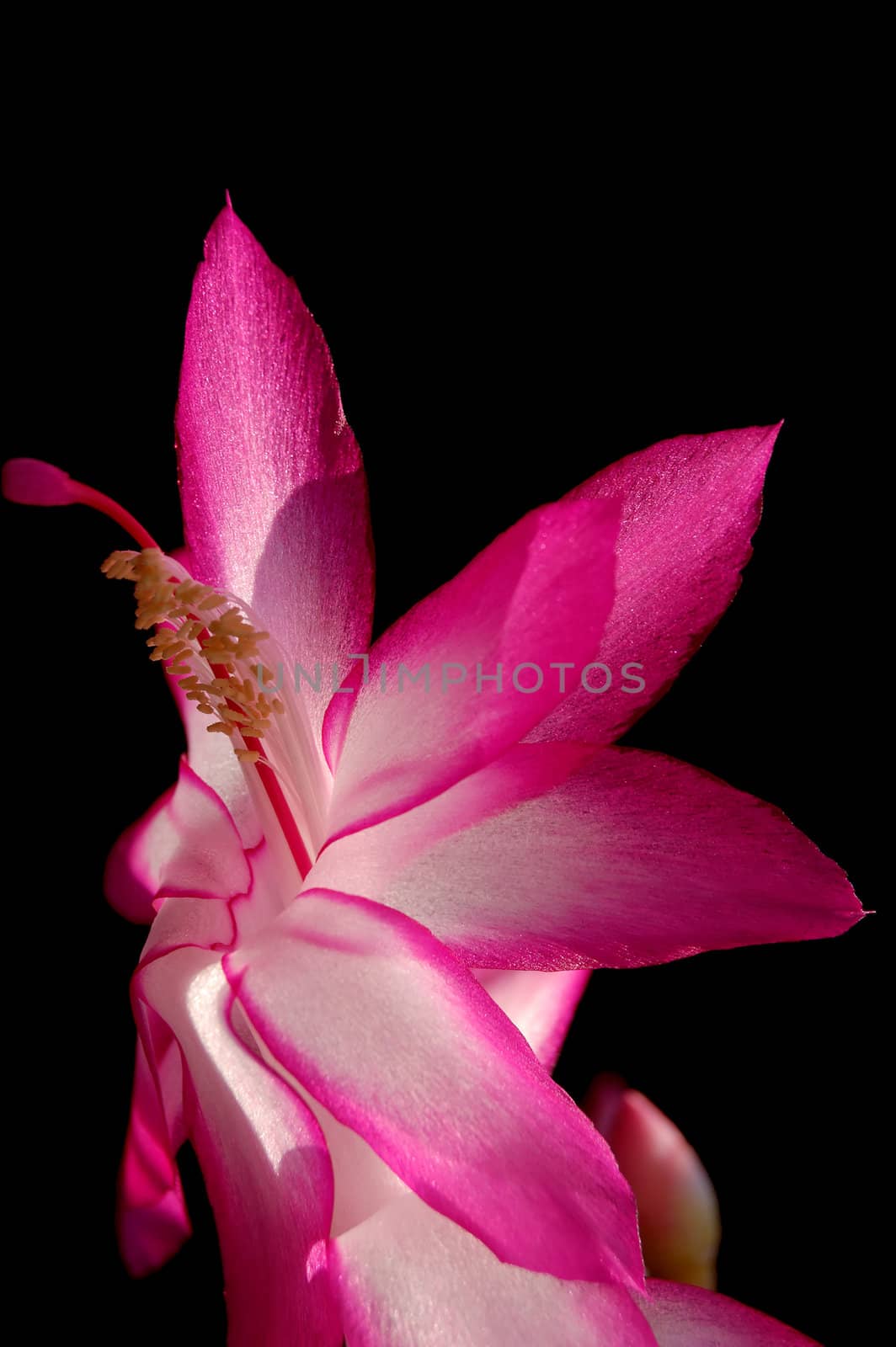 Christmas cactus flower. Isolated on black with clipping path.
