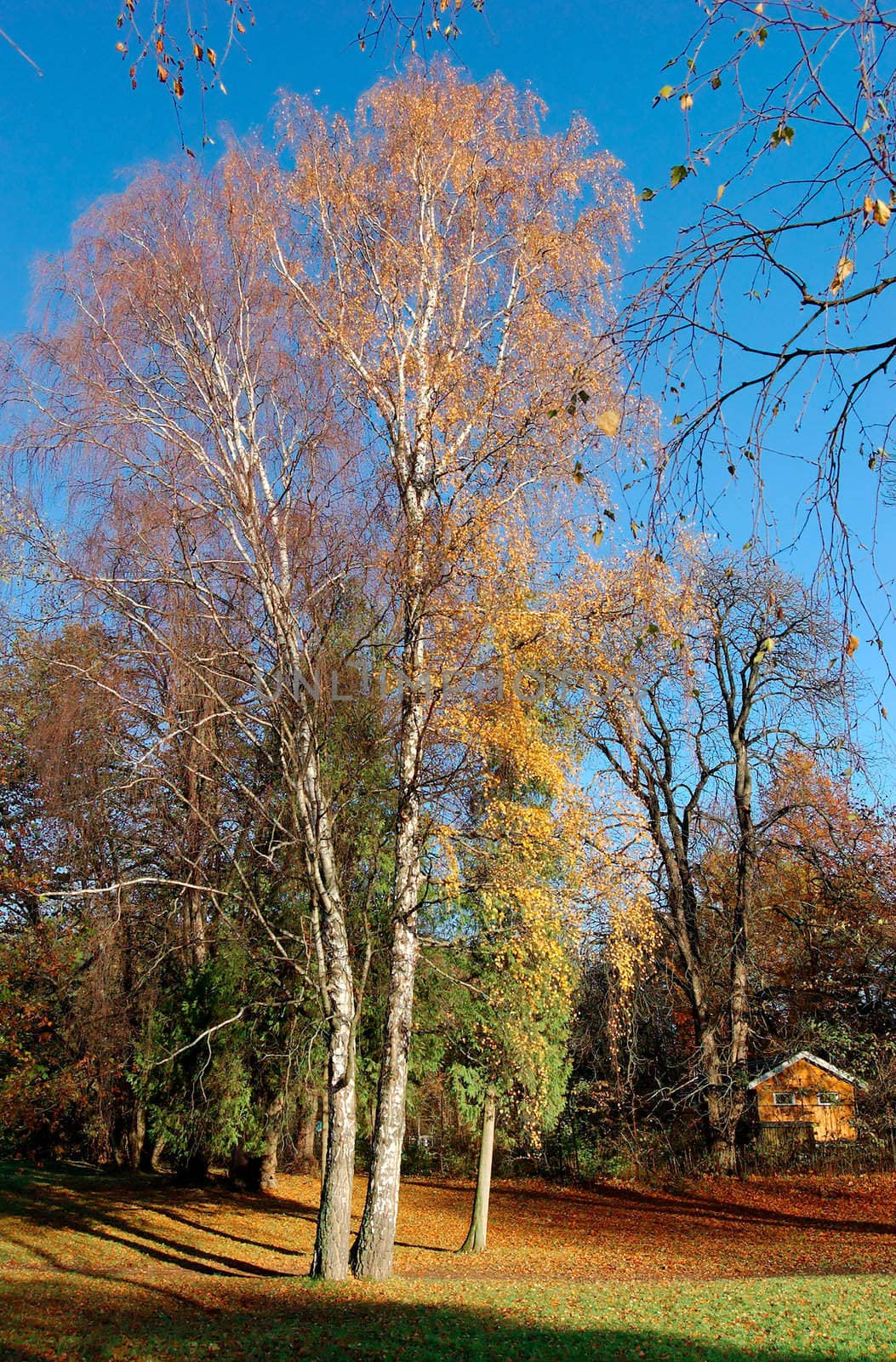 Yellow birch tree on blue sky
