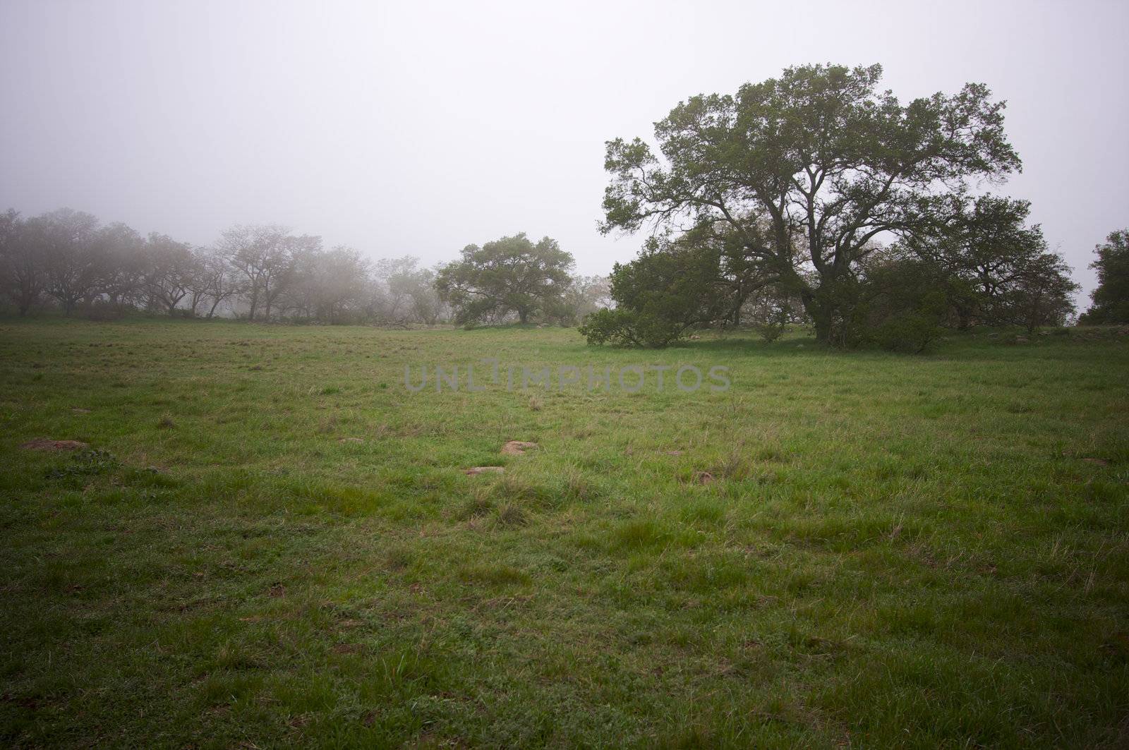 Foggy Countryside and Oak Trees by Feverpitched