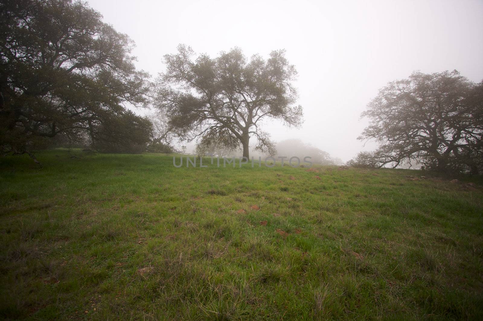 Foggy Countryside with Majestic Oak Trees