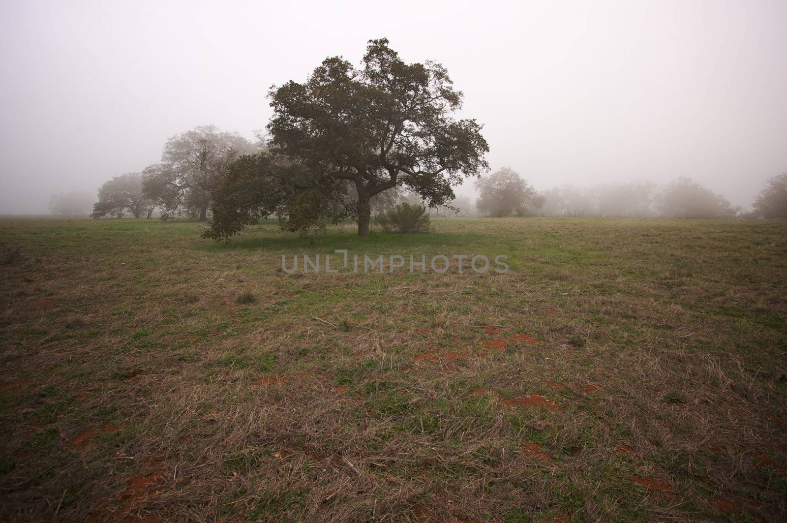 Foggy Countryside with Majestic Oak Trees