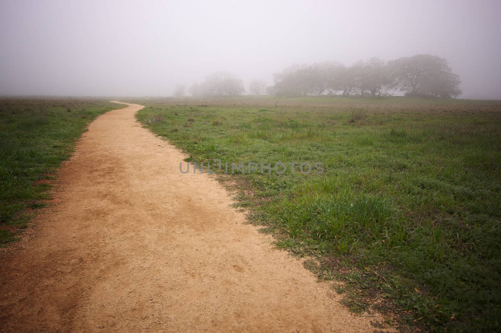 Foggy Countryside with Majestic Oak Trees