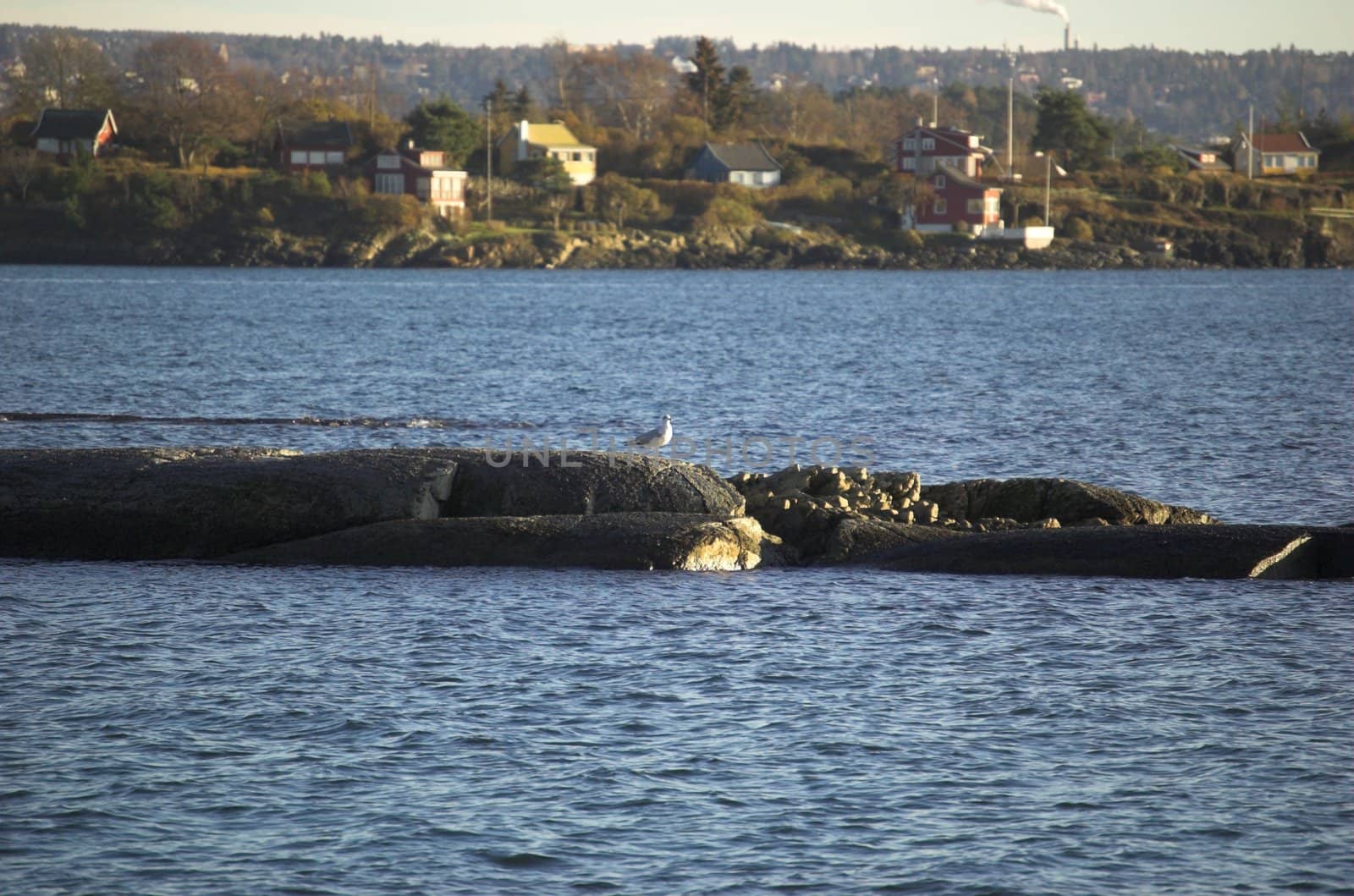 The inner part of Oslo Fjord. The focus is on the seagull
