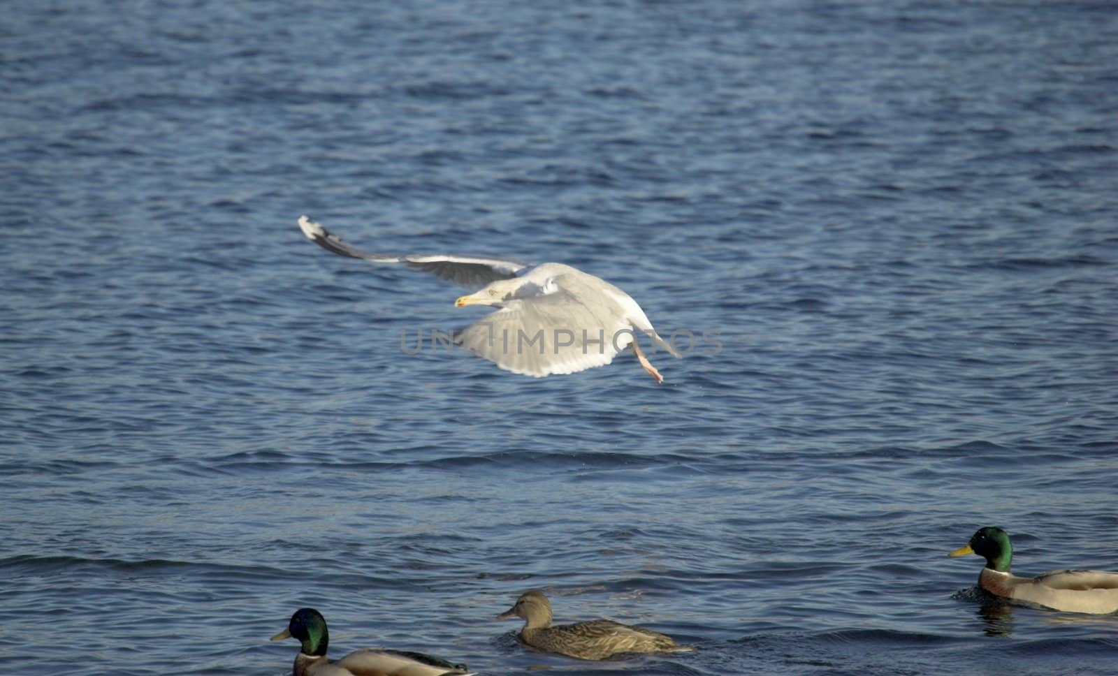 A large seagull, flying low over a group of ducks, wings swept forward dramatically.
