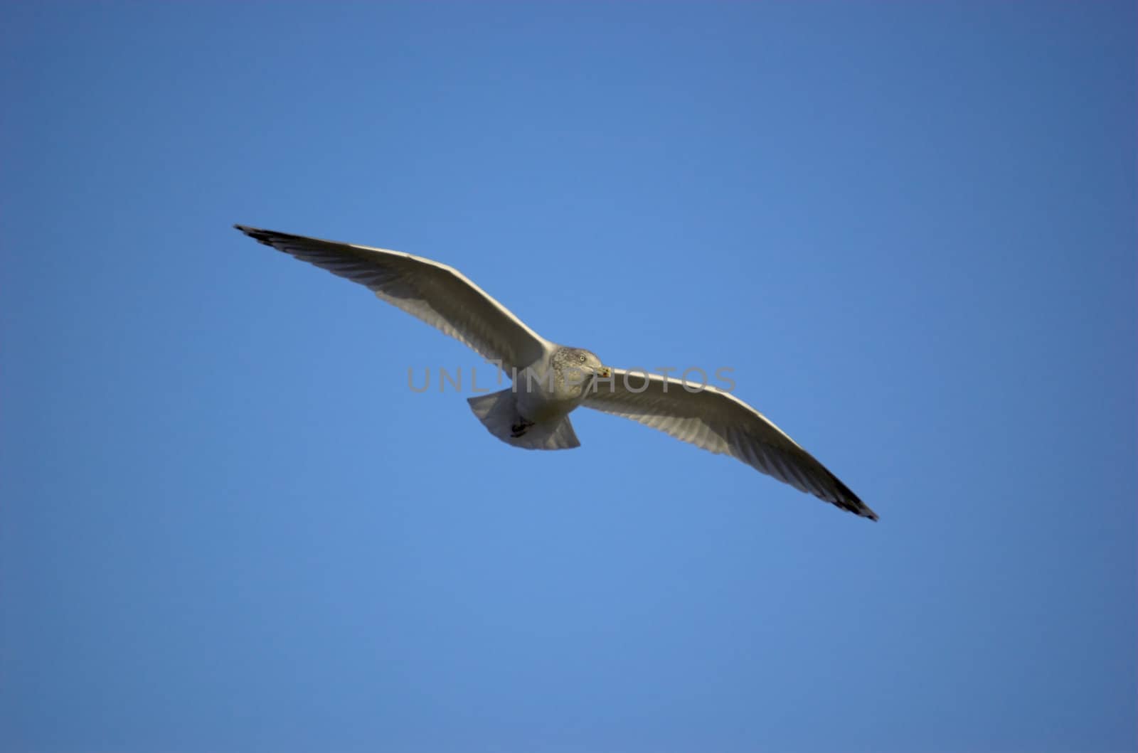 A seagull in flight. Image includes clipping path of the bird.
