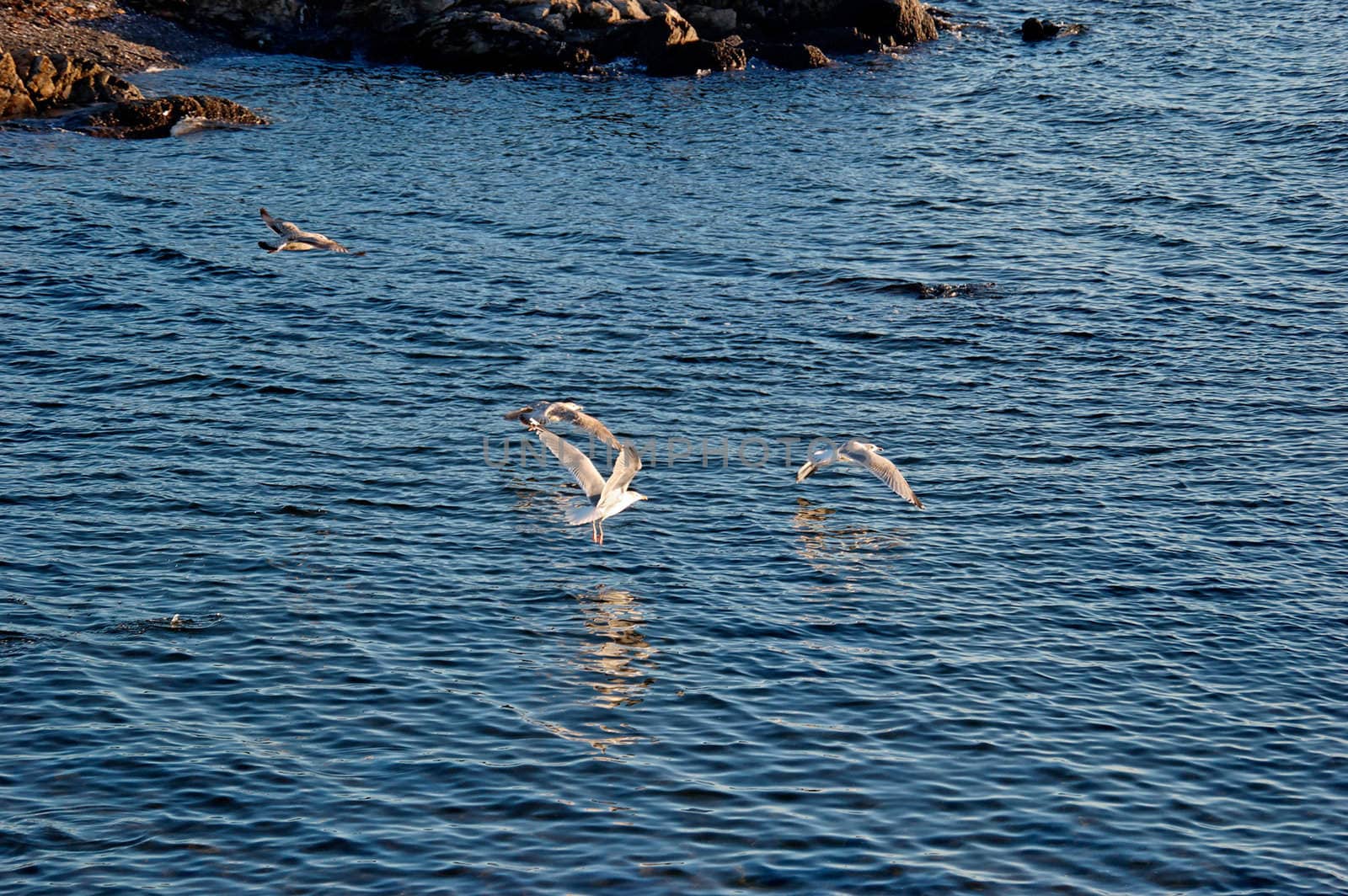 A couple of seagulls, taking off from water
