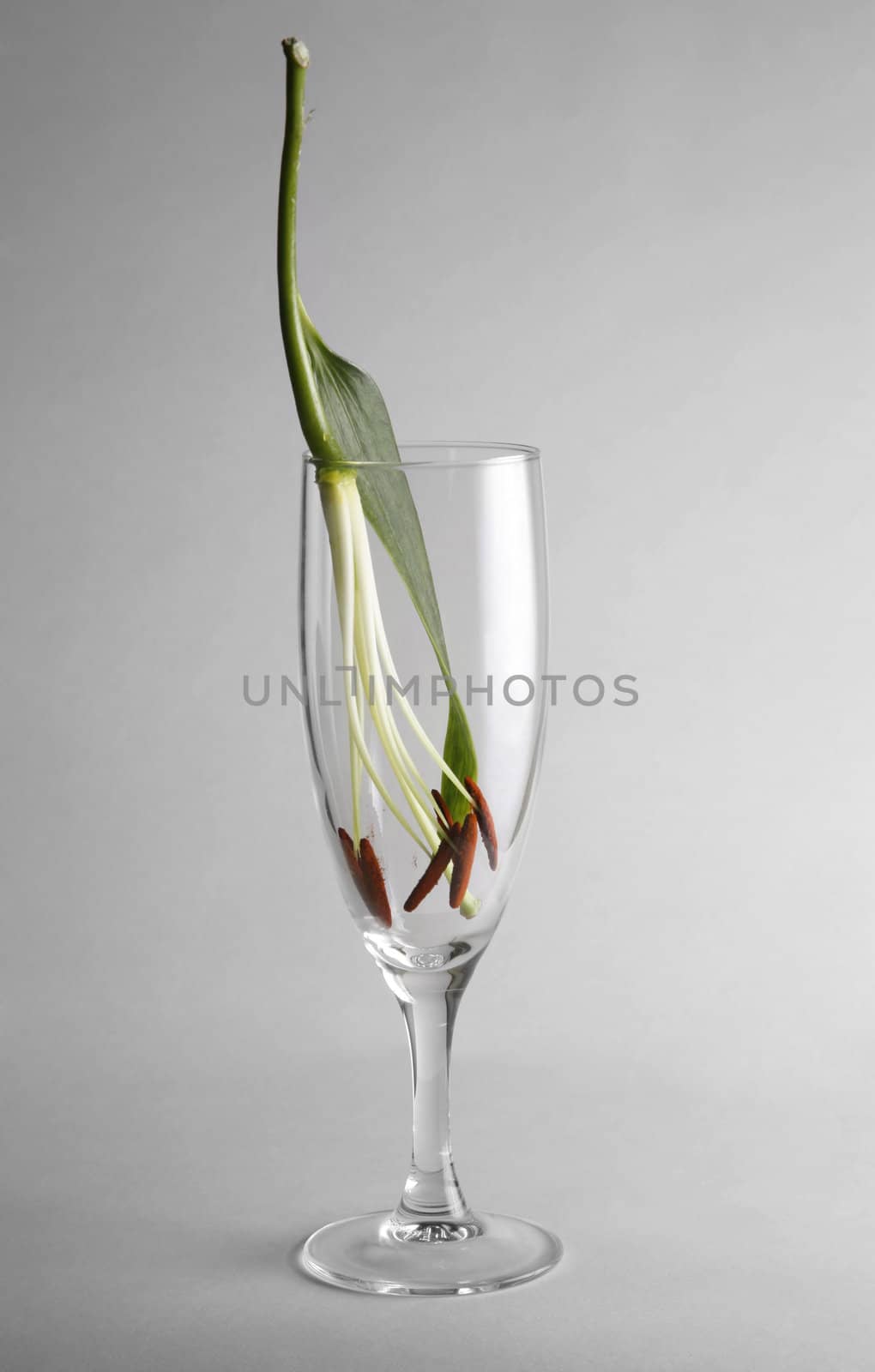 Glass with a flower on a grey background