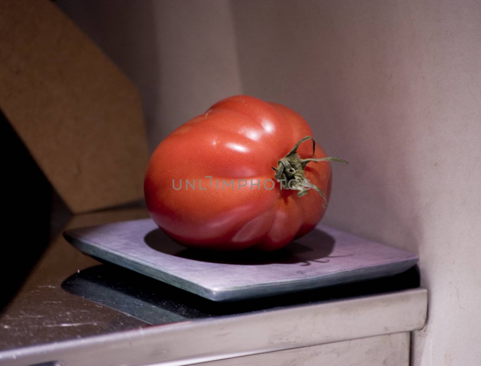 tomato by verbano