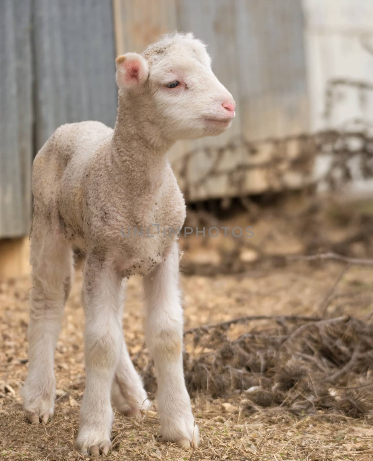 great image of a very cute lamb on the farm