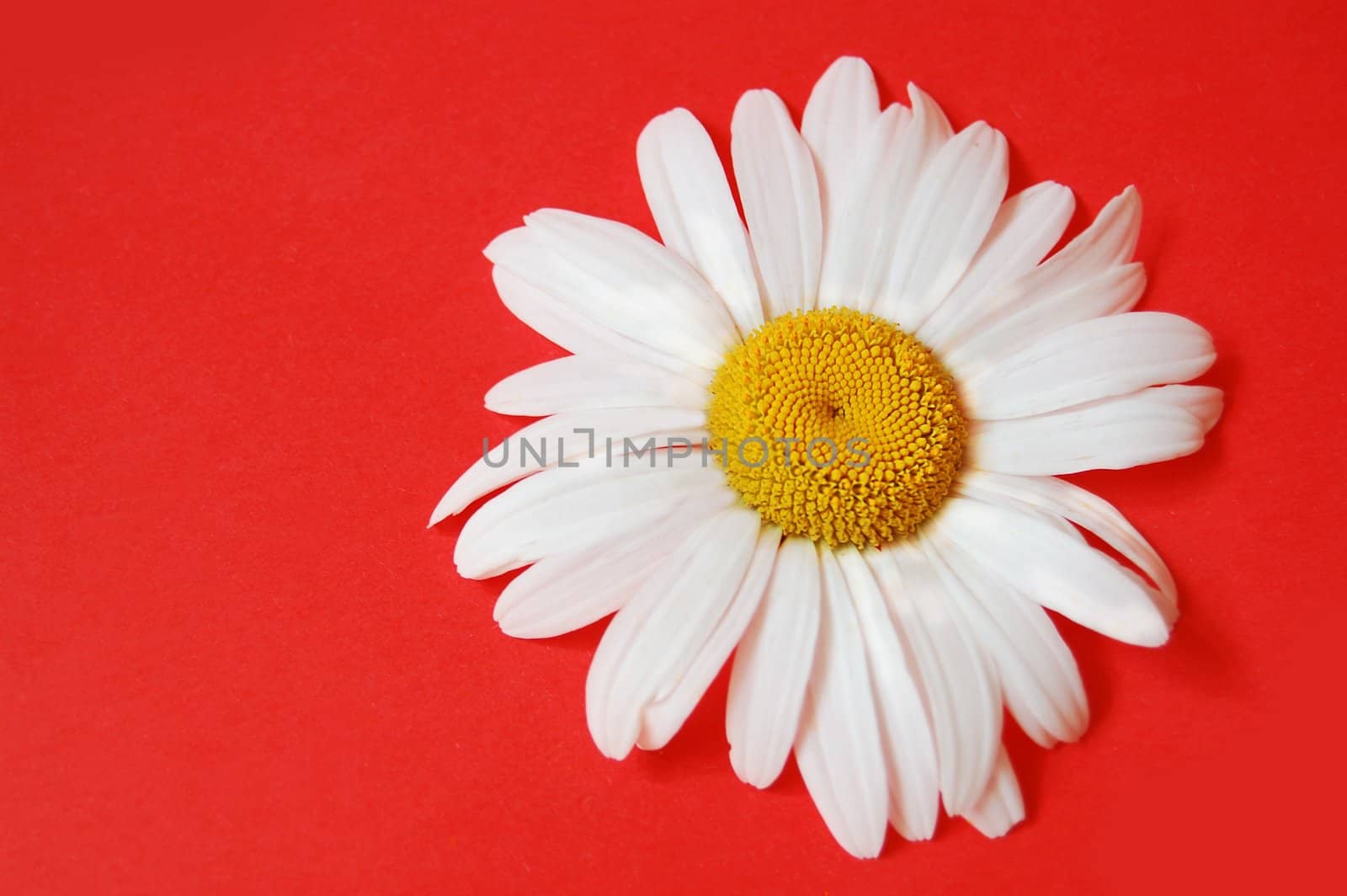 one white chamomile isolated on pink background