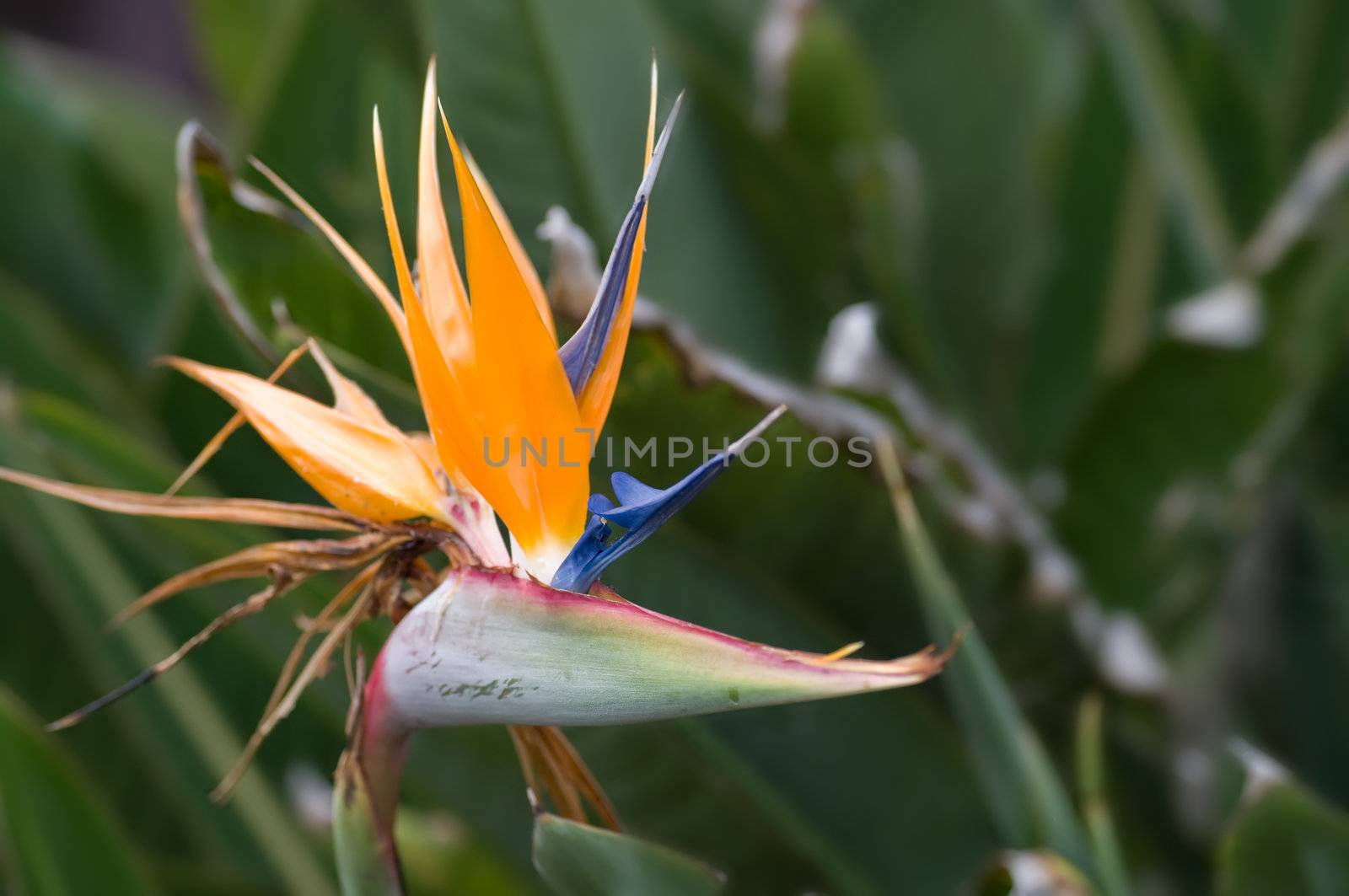 excellent south african bird of paradise flower with copy space