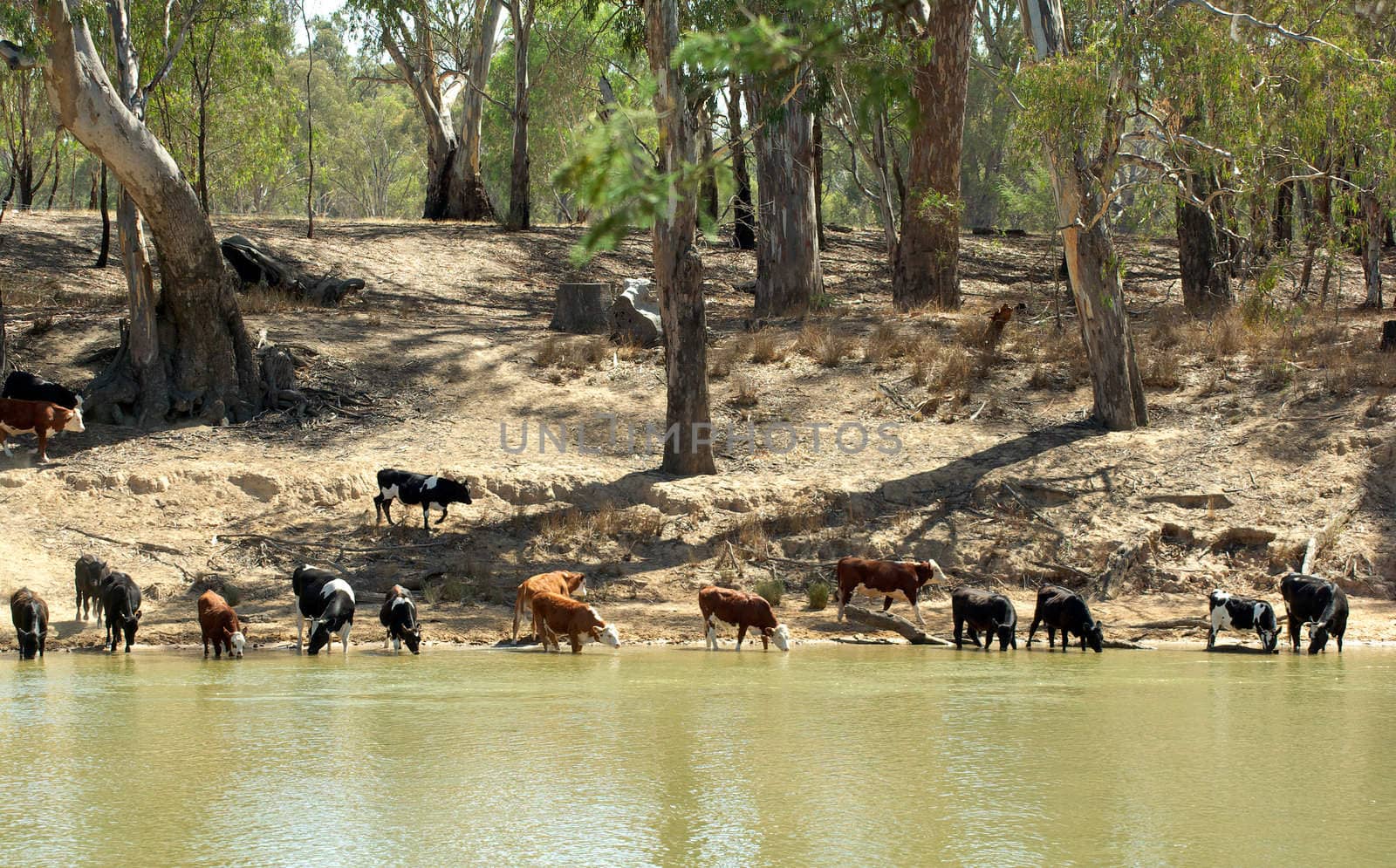 cows come to the river to get a drink