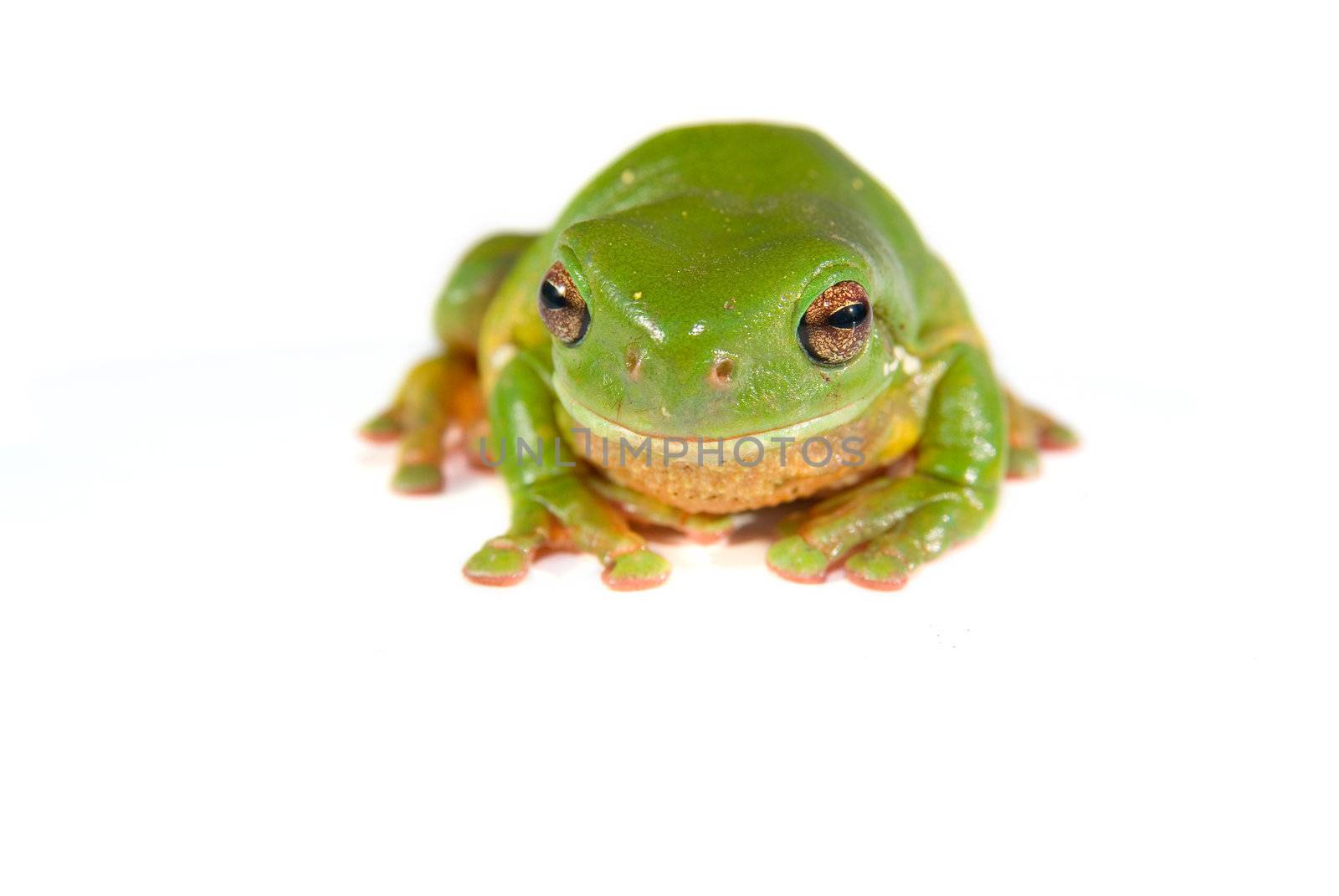 a green tree frog (litoria caerula) isolated on white background