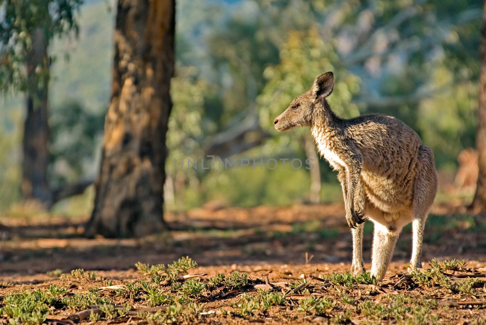 photo of an australian eastern grey kangaroo