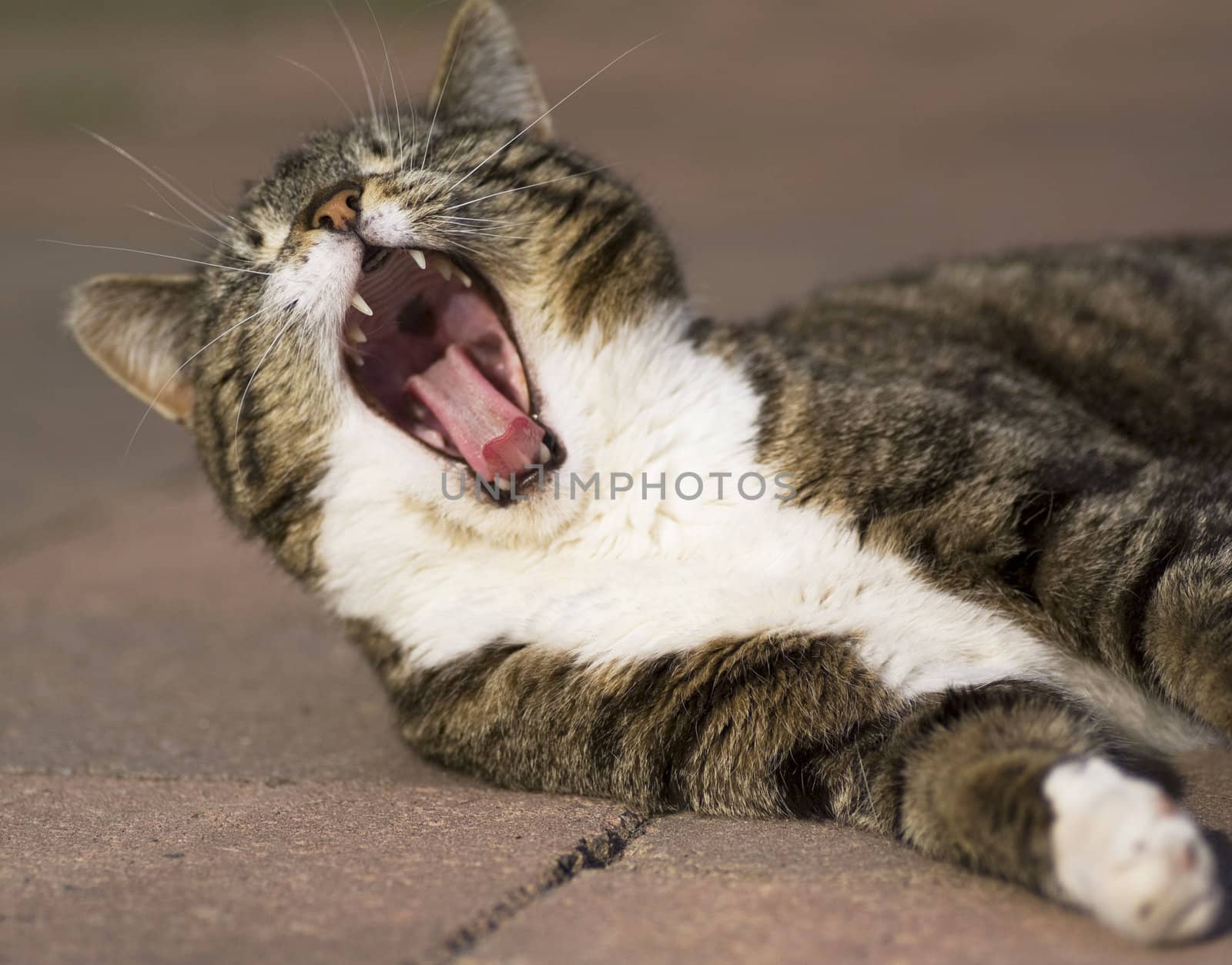 Close up of a domestic cat yawning with mouth wide open.