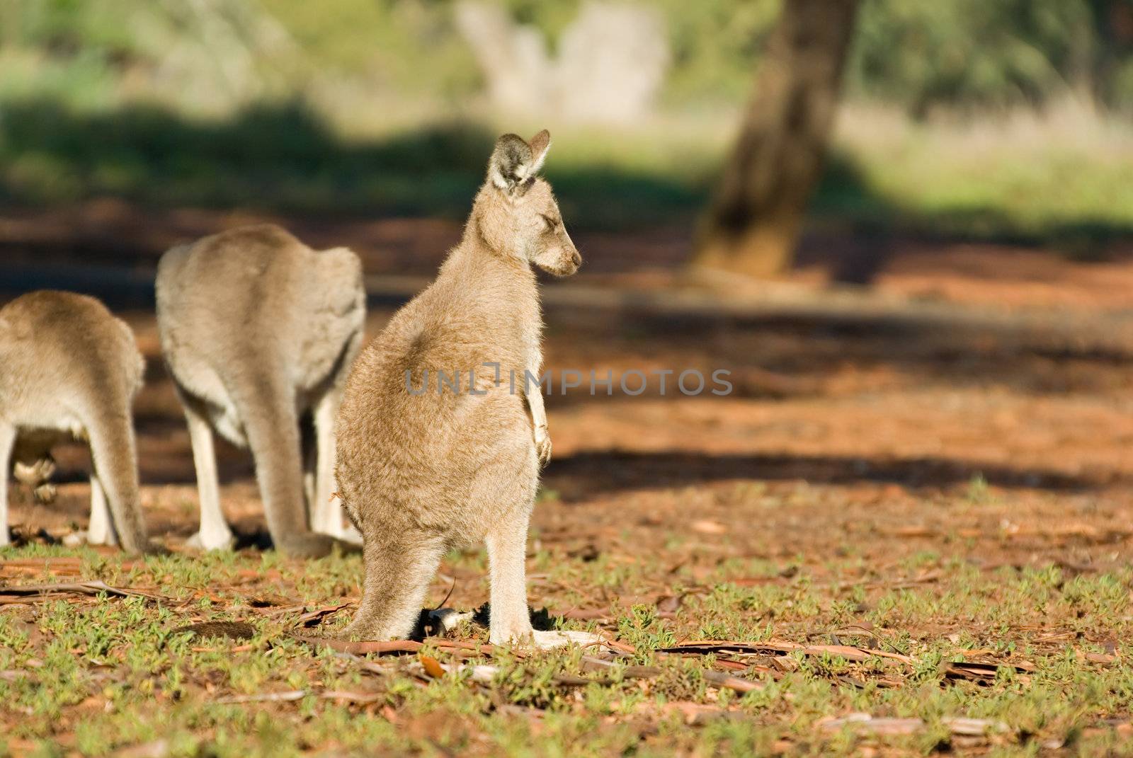 a small eastern grey kangaroo, looks off to the side as if shunned by the others