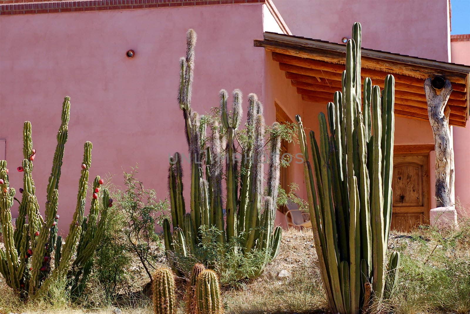 Selection of cactus outside a pink desert ranch house