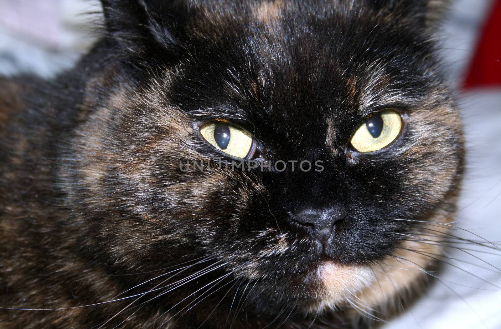face of a tortoiseshell-color cat
