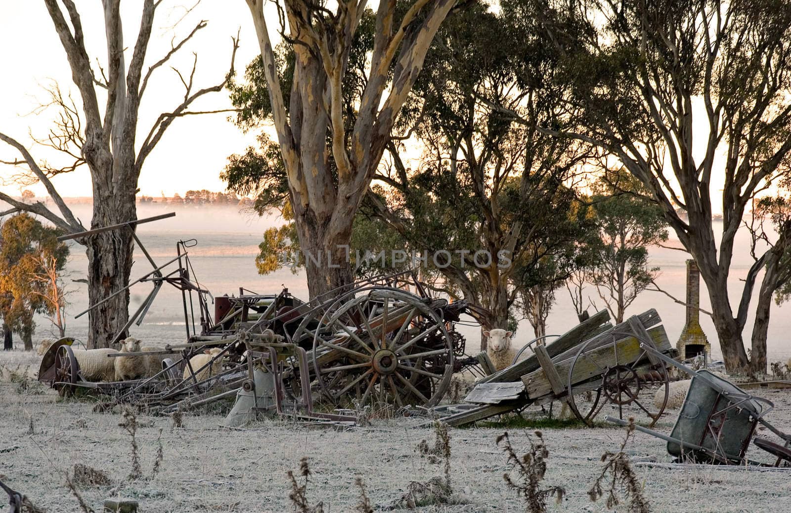 sheep peer around some old farm machinery on a cold and frosty morning