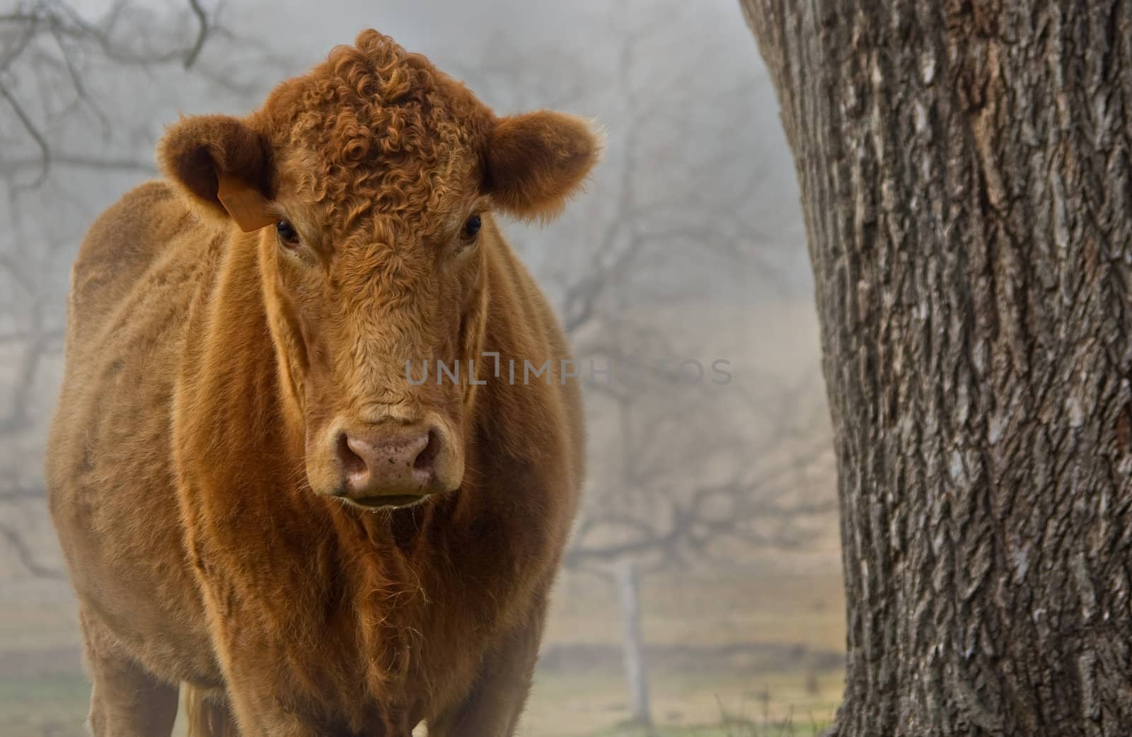 a cow comes out of the dense fog