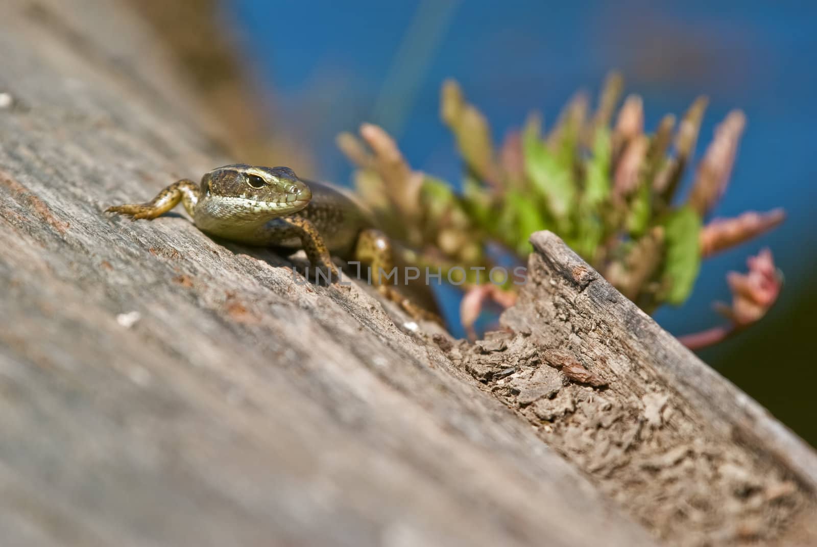 a eastern water skink lizard lays on a log