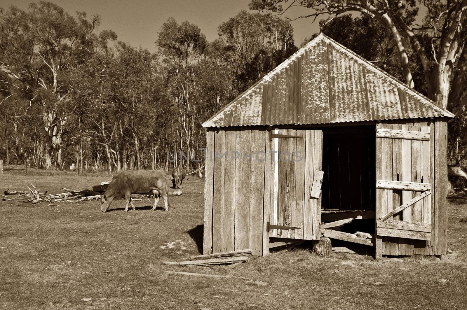 sepia old building and cows on the farm
