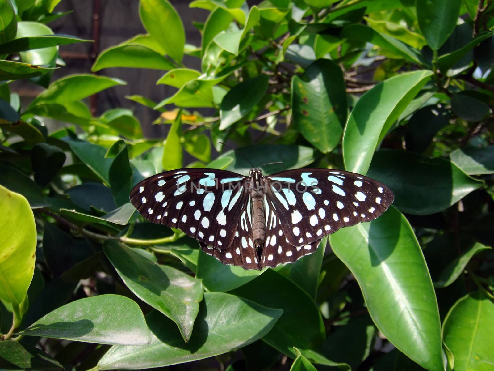 Little butterfly flying above bushes                               