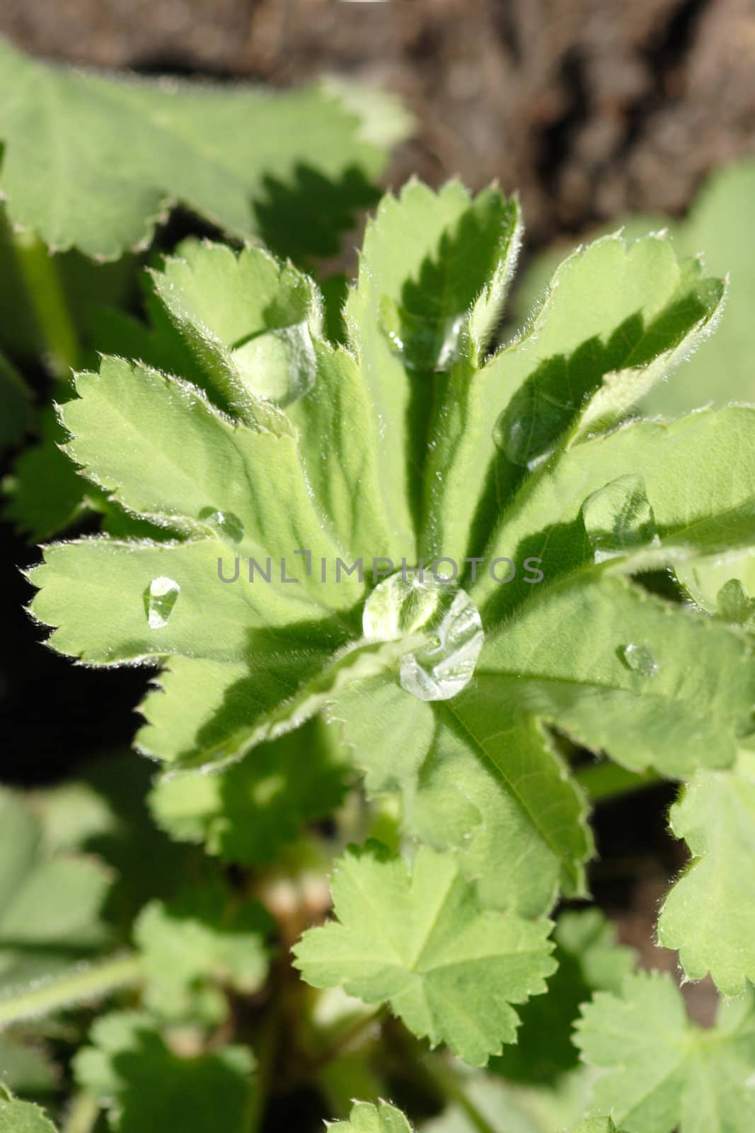 Close-up of a lady's mantle