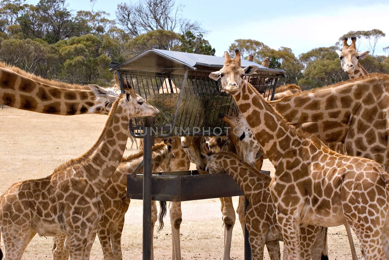 a group of giraffes at a feeding station