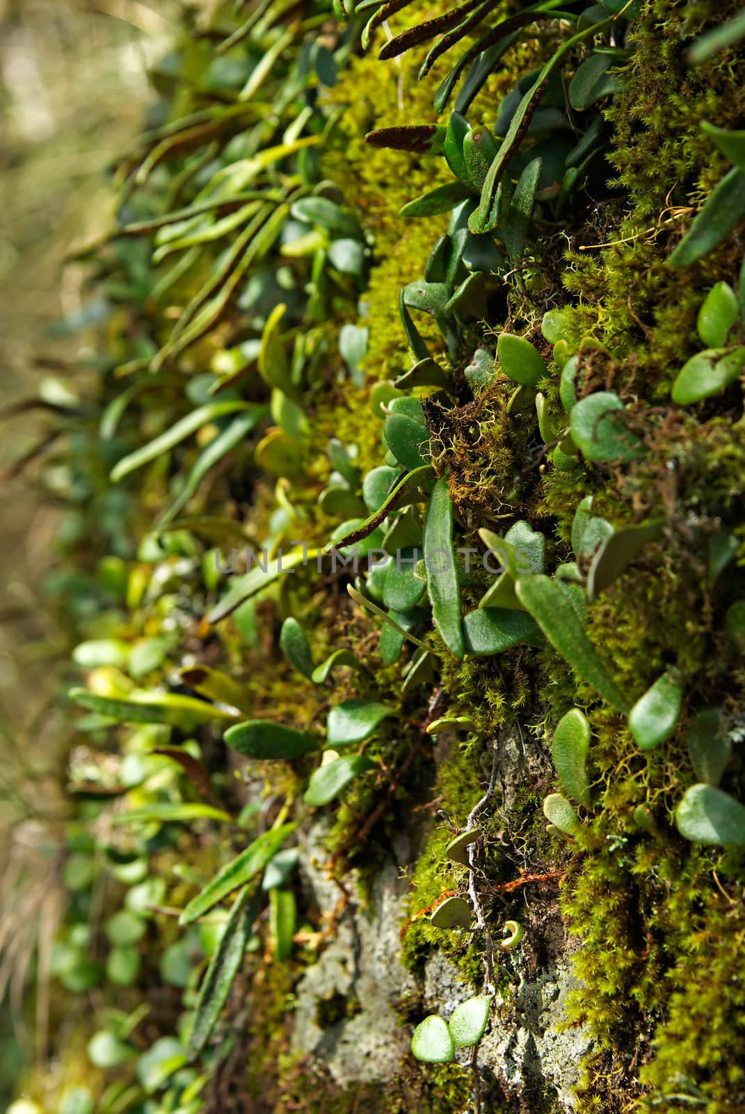 moss and plants growing on the side of a rock in the oxley world heritage rainforest