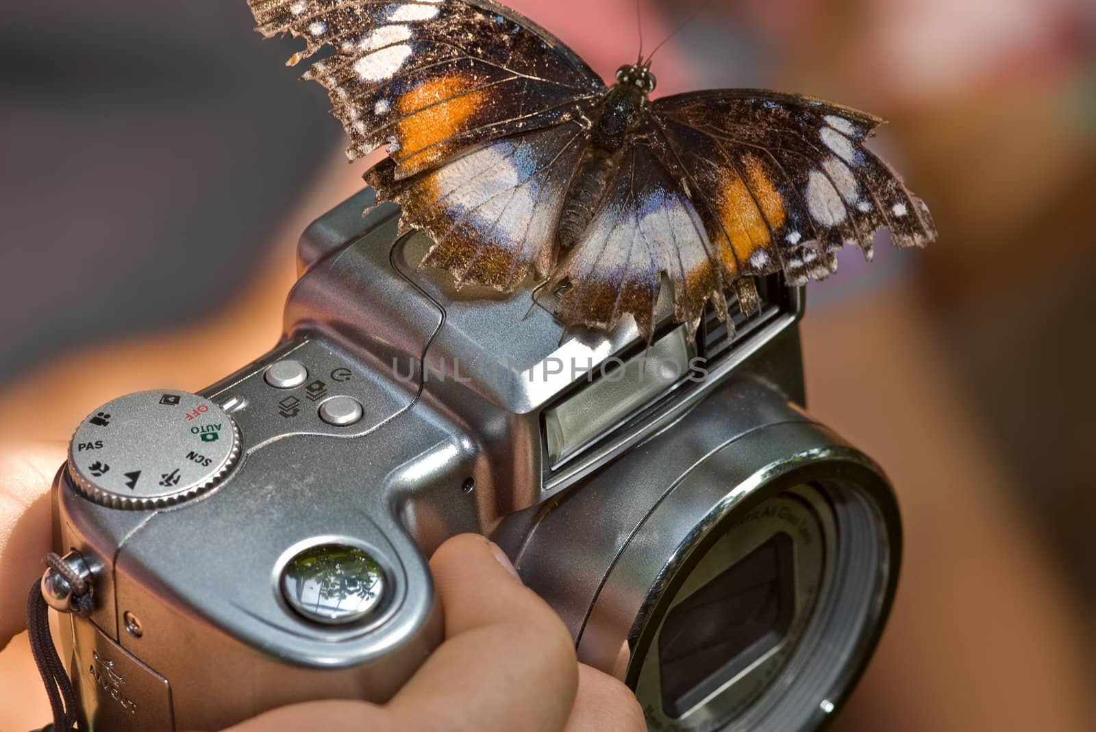 a butterfly is perched on a camera