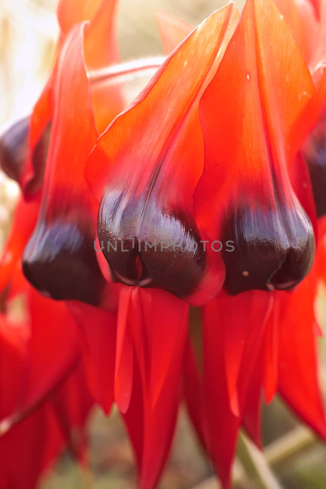 sturts desert pea icon of the australian outback