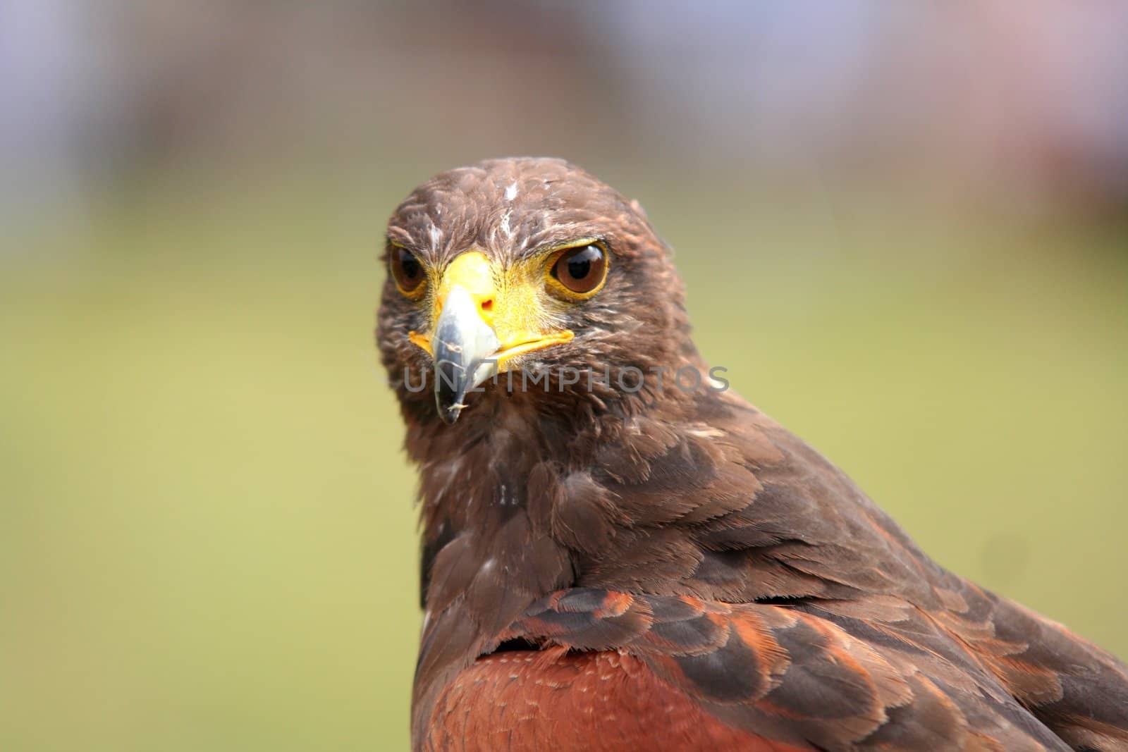 Predator bird looking at the camera