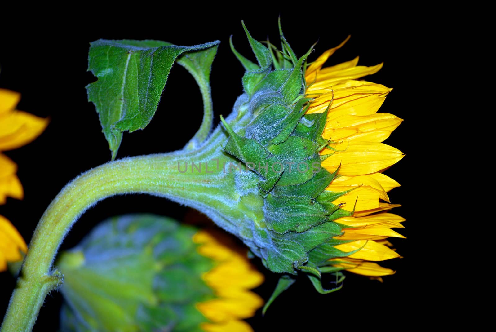 A sunflower at night about to retire for the evening.