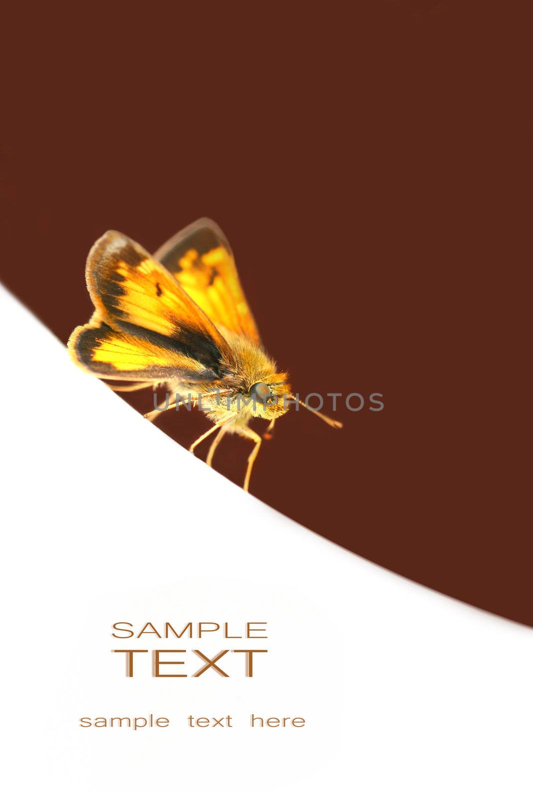 Small butterfly on white surface with copy space