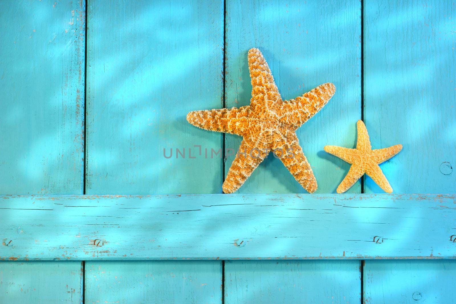 Starfish on an old rustic shutter door