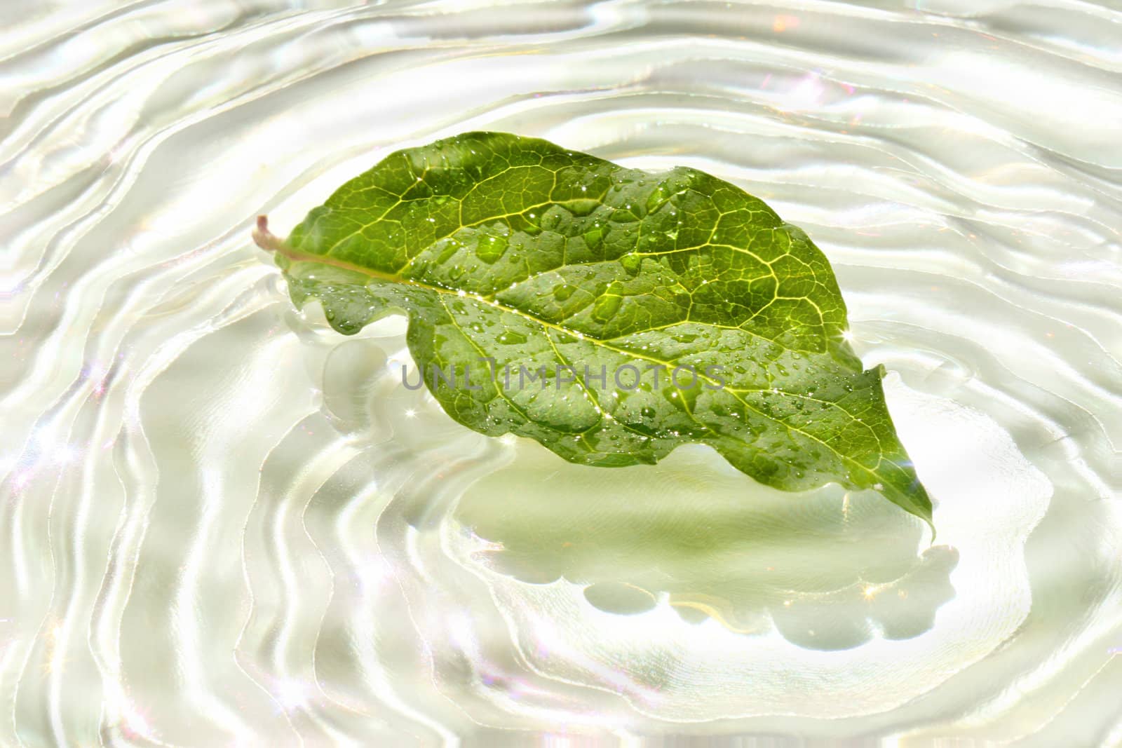 Green leaf with water reflection by Sandralise