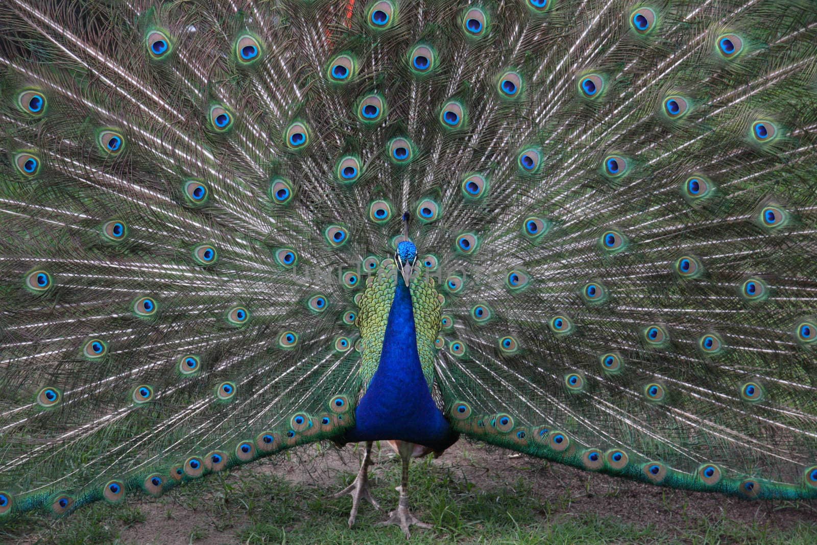Peacock by zombeye