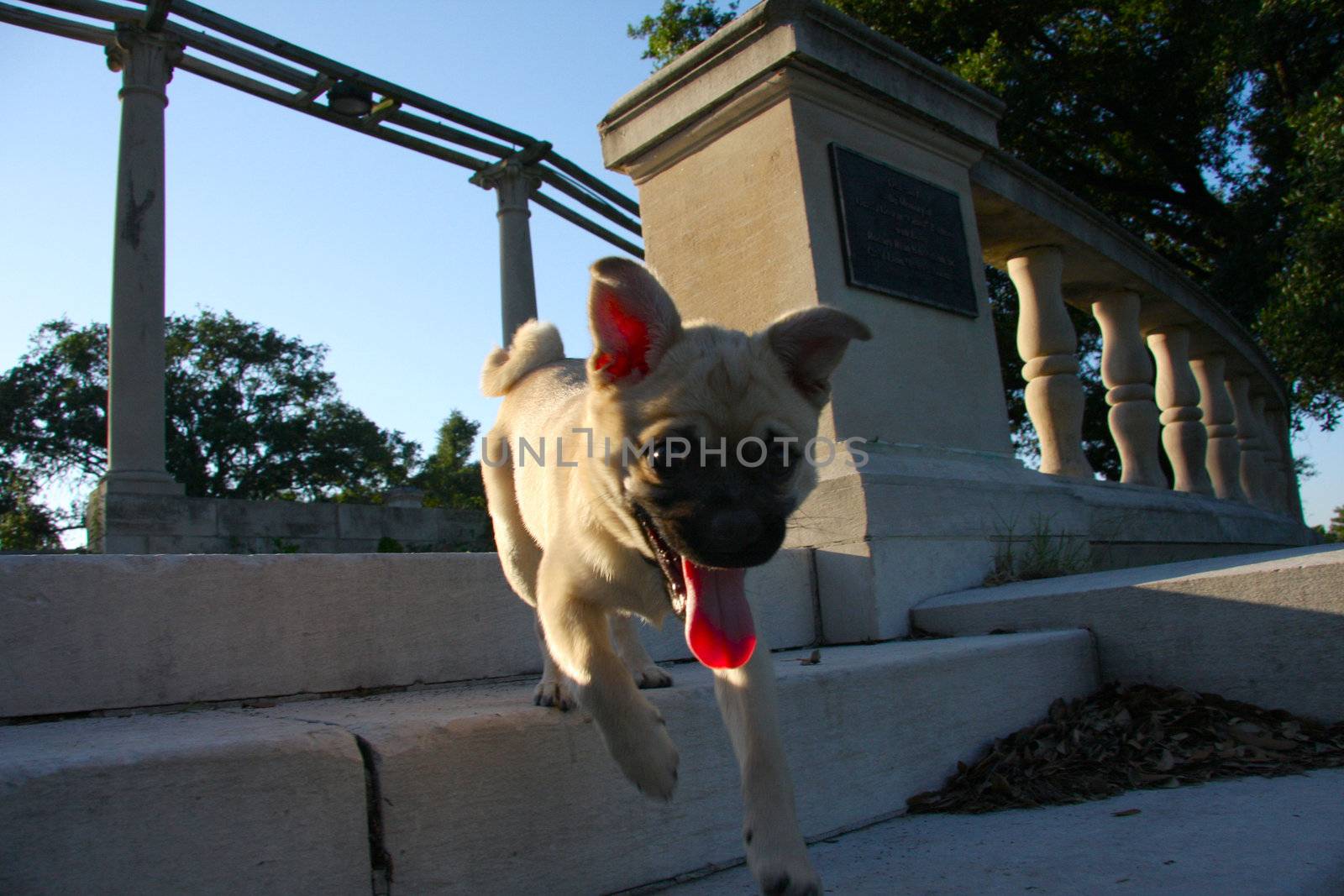 My dog running down the steps. He's a pugeranian.