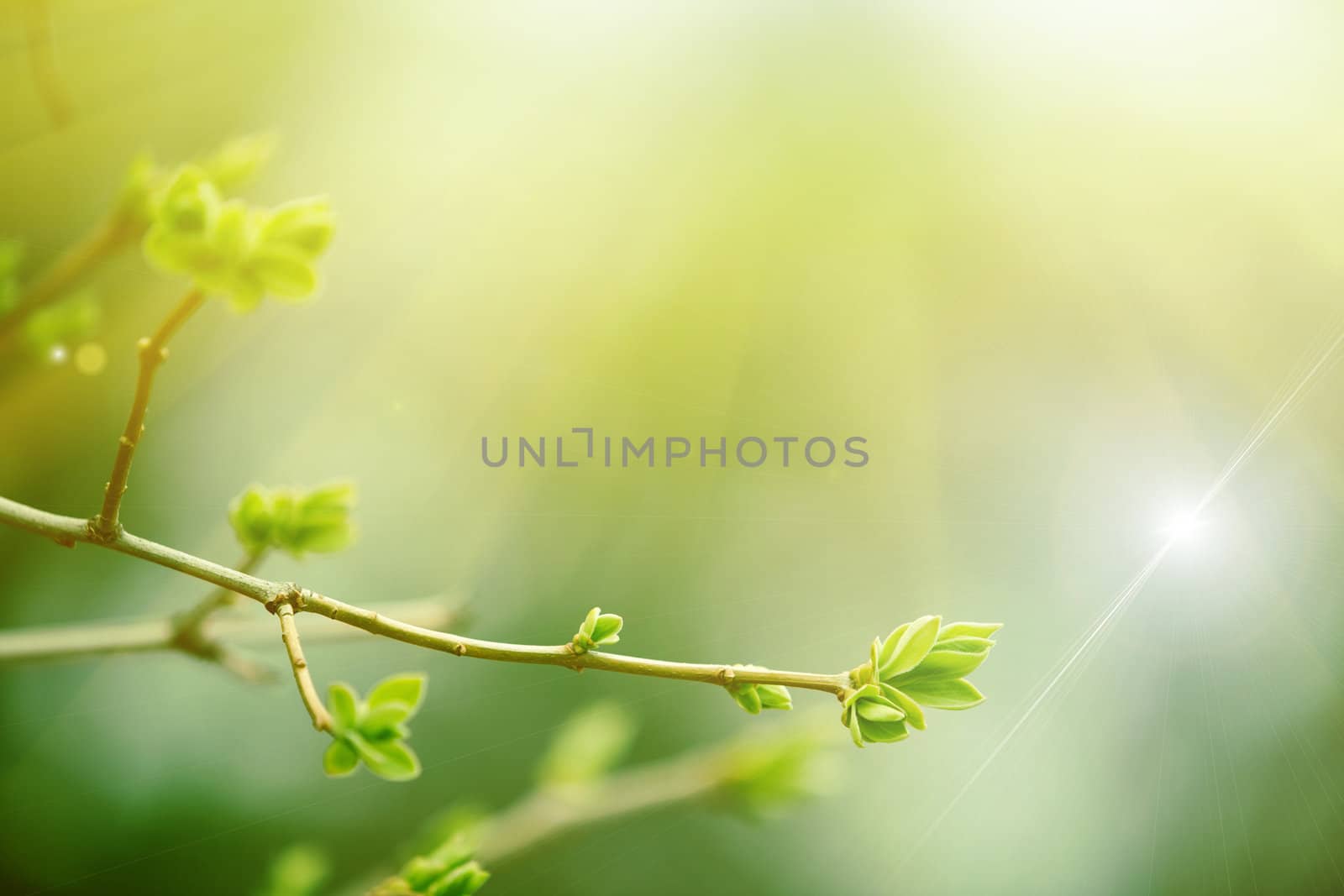 sun shines over the branch of tree