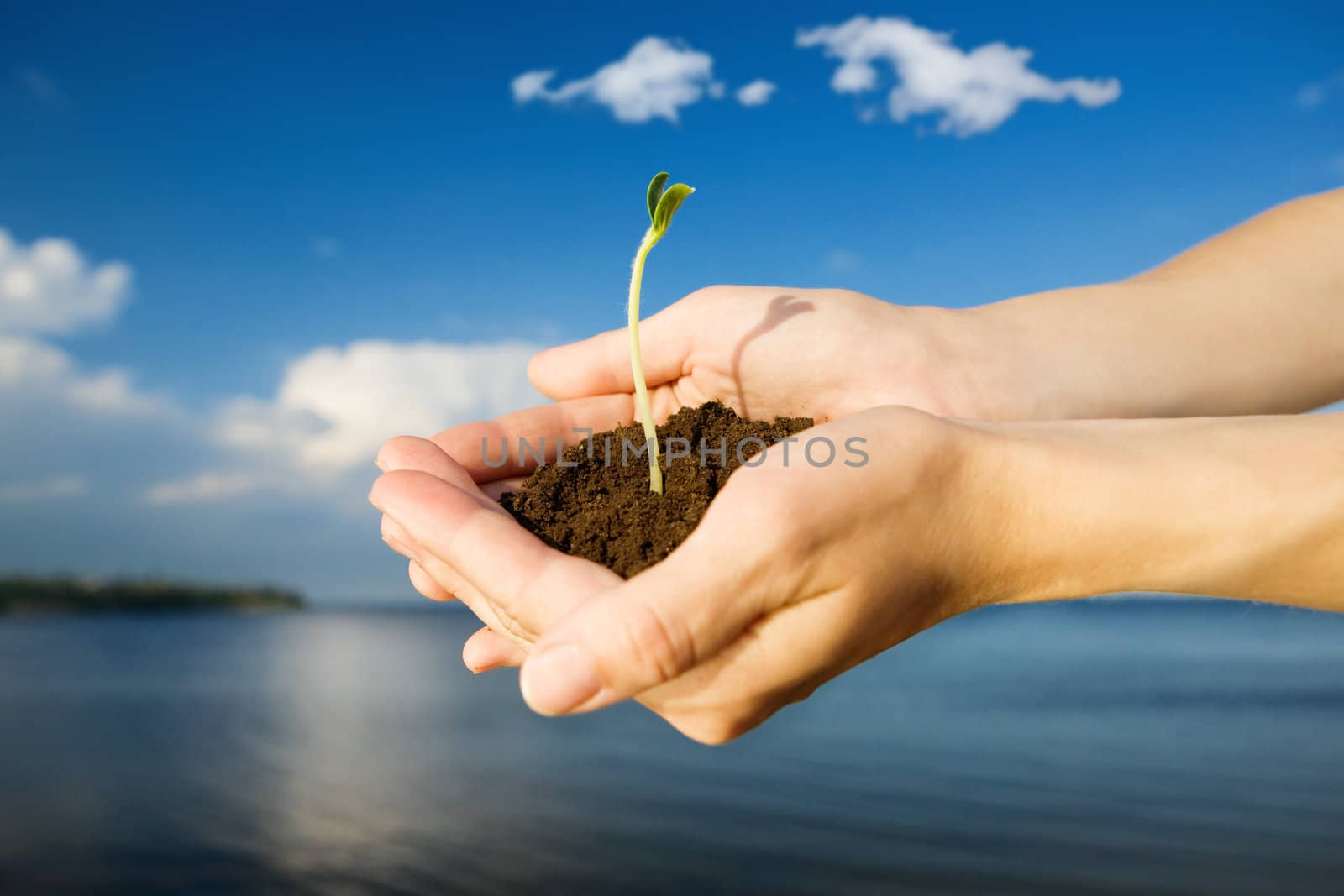 small sprout in the hands over the water and blue sky
