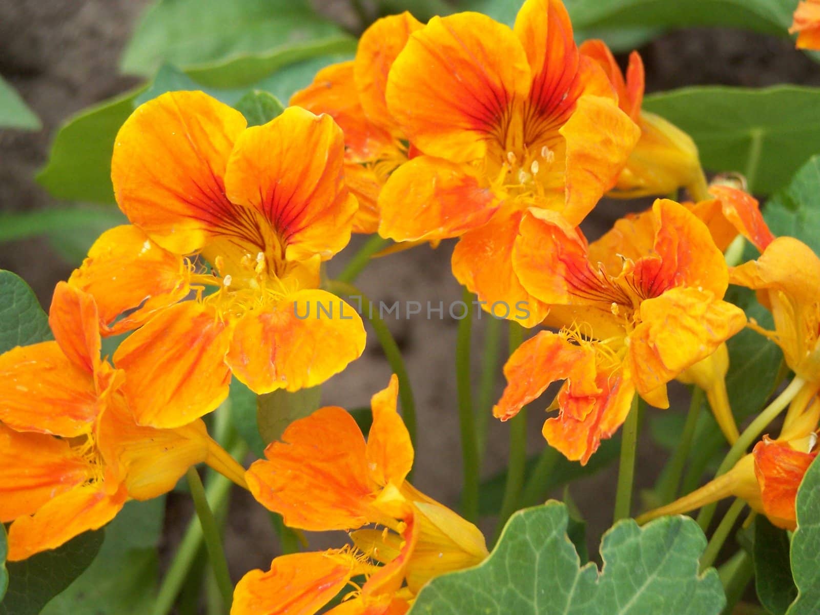 Close up of the Indian cress blossoms