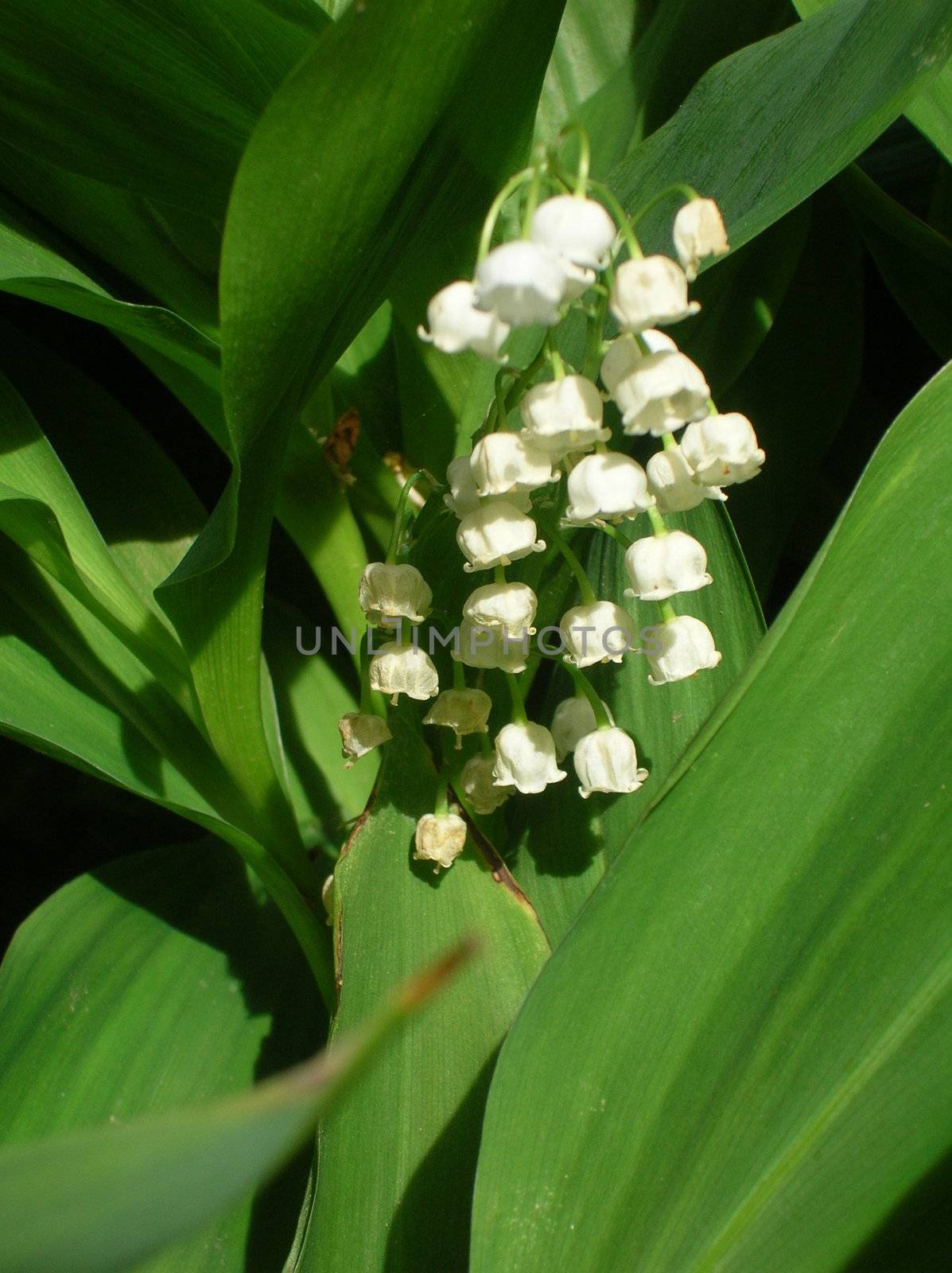 Lily of the valley by TraOFF