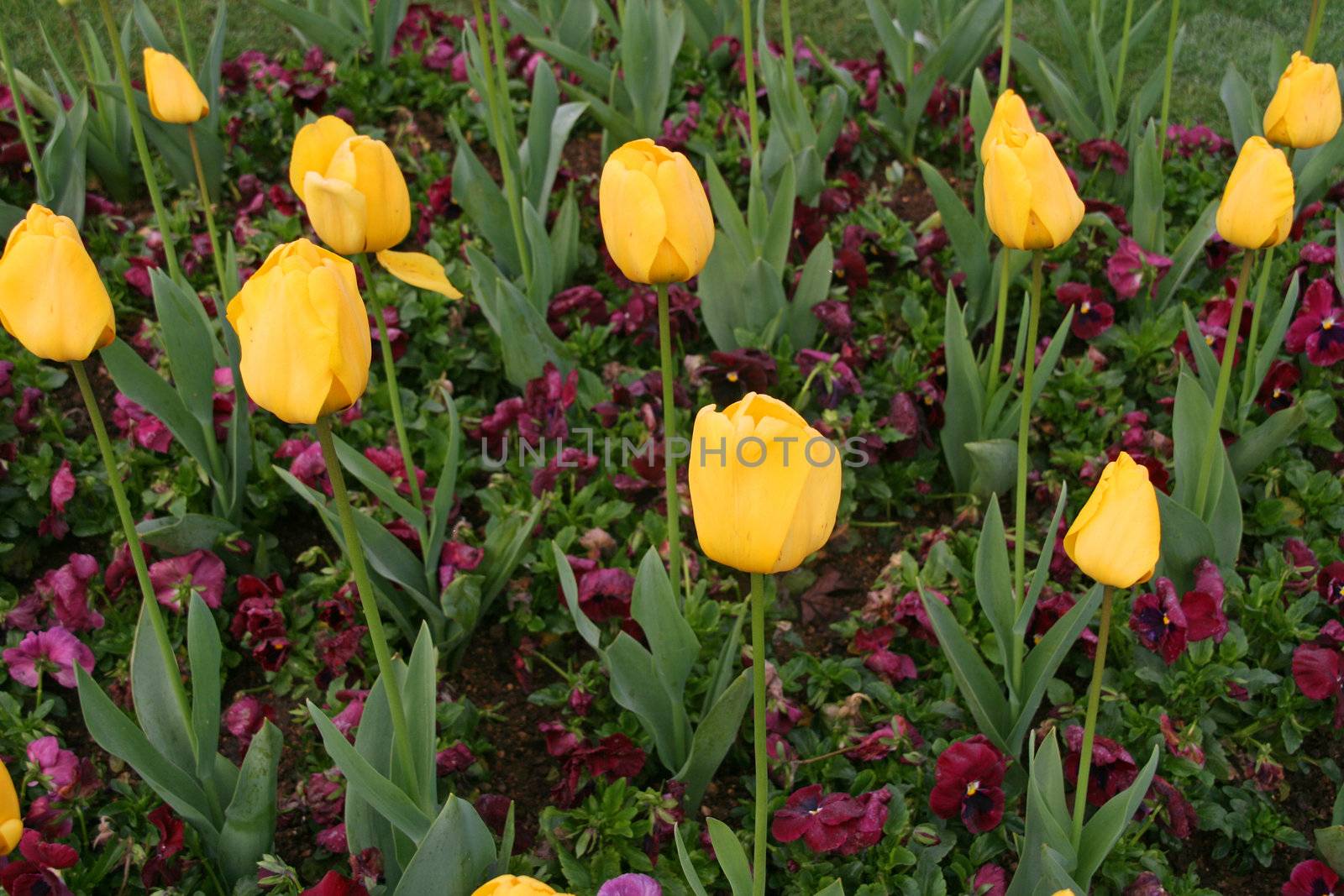 tulips flowers of the spring